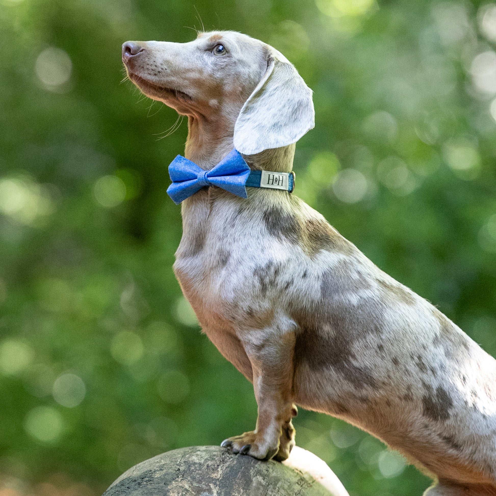 MINIATURE DACHSHUND WEARING A HETTY AND HUXLEY BLUE SKY BOW TIE AND COLLAR