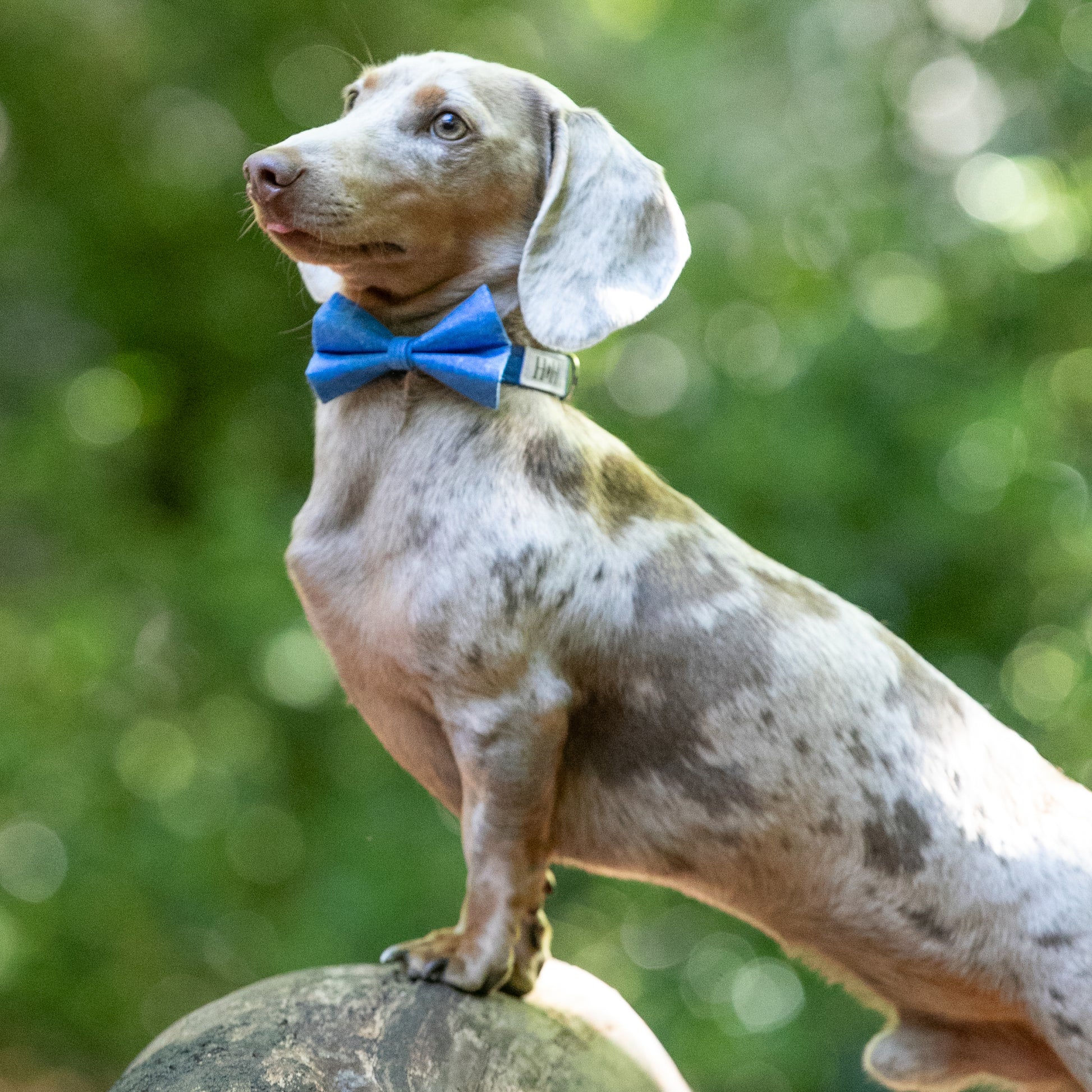 MINIATURE DACHSHUND WEARING A HETTY AND HUXLEY BLUE SKY BOW TIE AND COLLAR