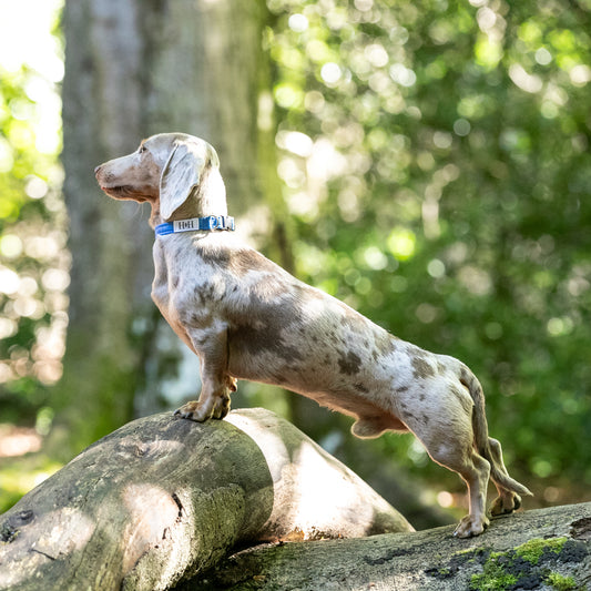 MINIATURE DACHSHUND WEARING HETTY AND HUXLEY BLUE SKY XS DOG COLLAR