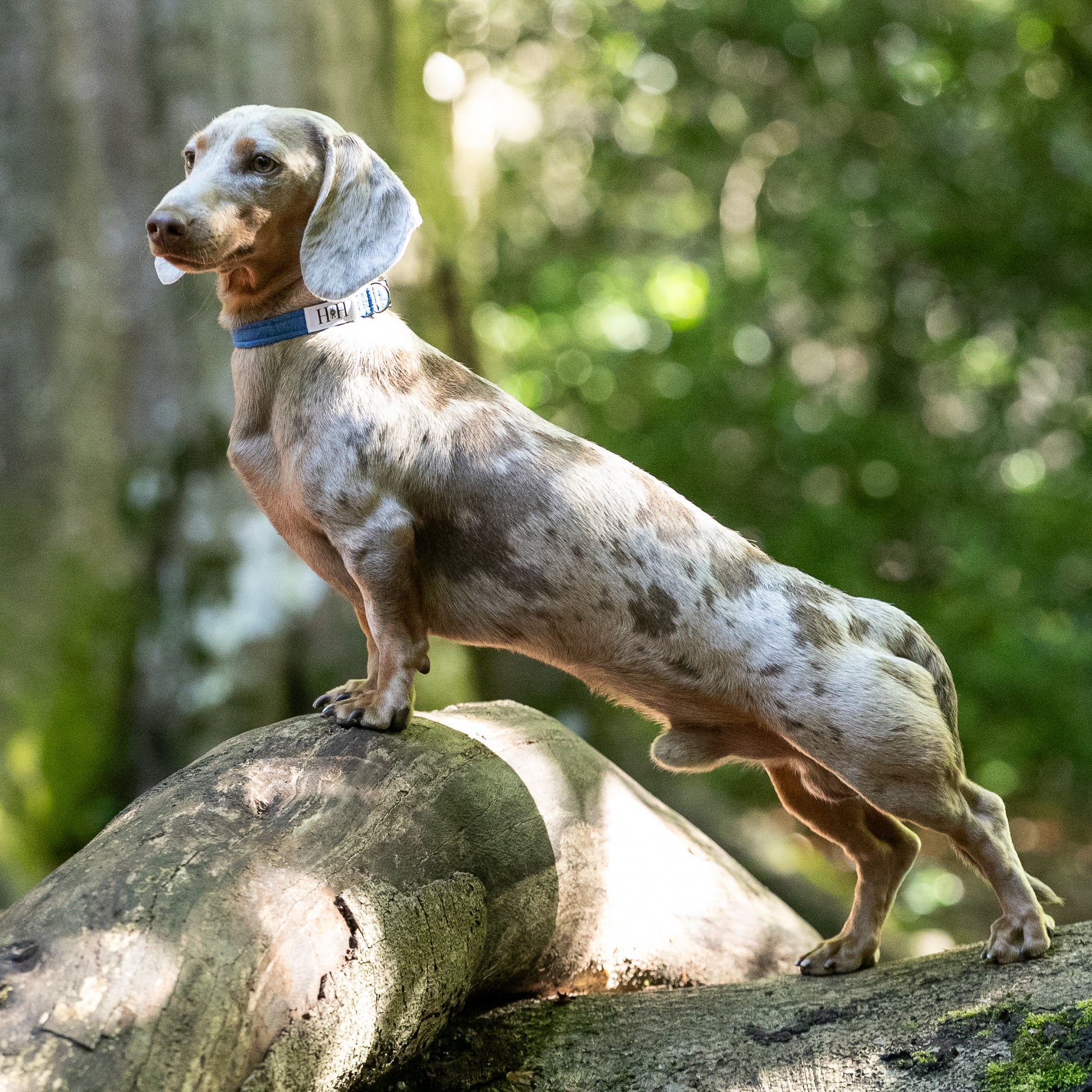 MINIATURE DACHSHUND WEARING HETTY AND HUXLEY BLUE SKY XS DOG COLLAR