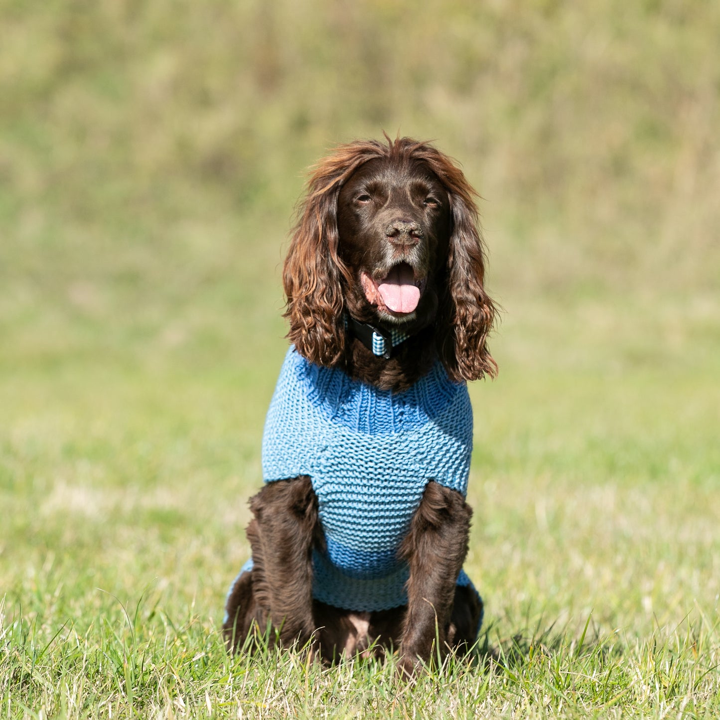 HETTY AND HUXLEY BLUE STRIPED HAND KNITTED JUMPER MODELLED BY A SPRINGER SPANIEL