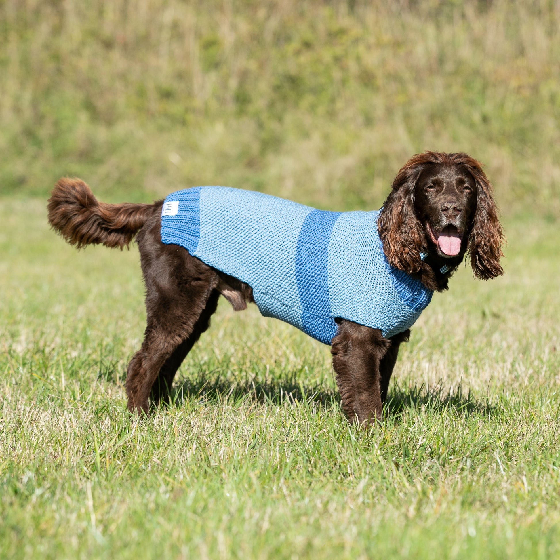 HETTY AND HUXLEY BLUE STRIPED HAND KNITTED JUMPER MODELLED BY A SPRINGER SPANIEL