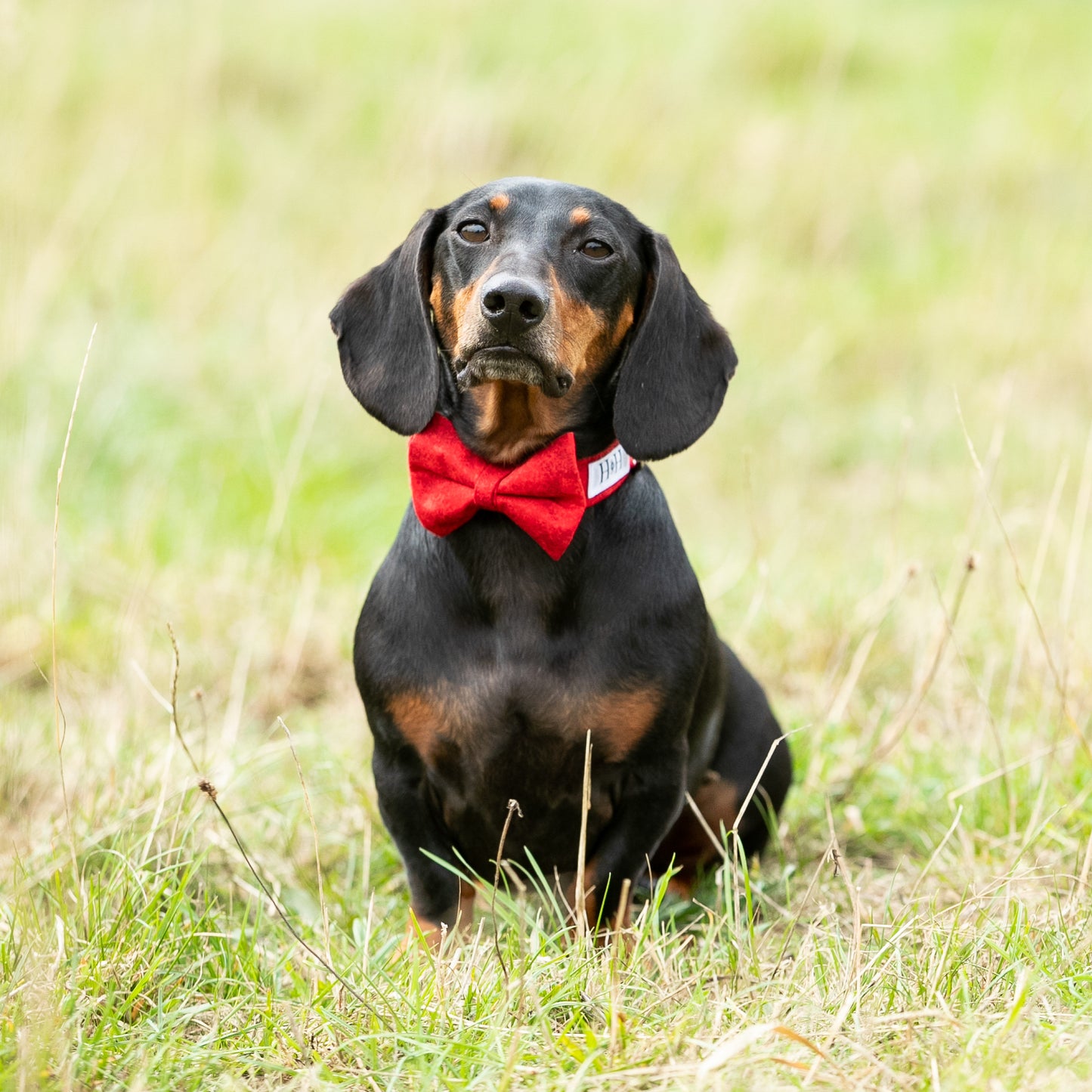 Cherry Red Bow / Bow Tie