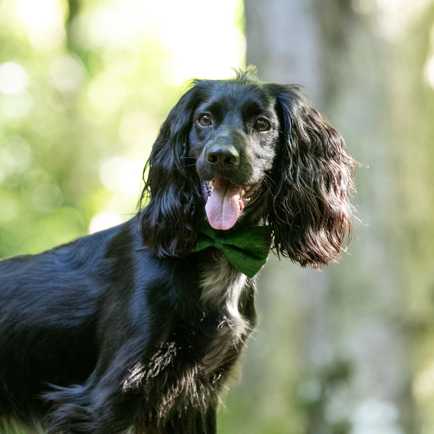 HETTY AND HUXLEY FOREST GREEN BOW TIE ON COCKER SPANIEL