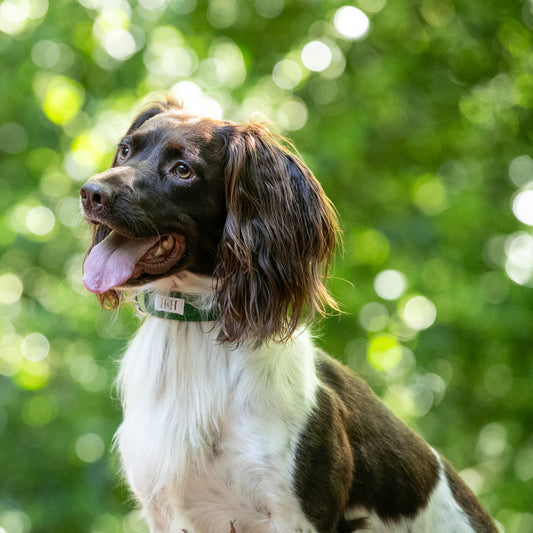 HETTY AND HUXLEY FOREST GREEN COLLAR ON SPRINGER SPANIEL