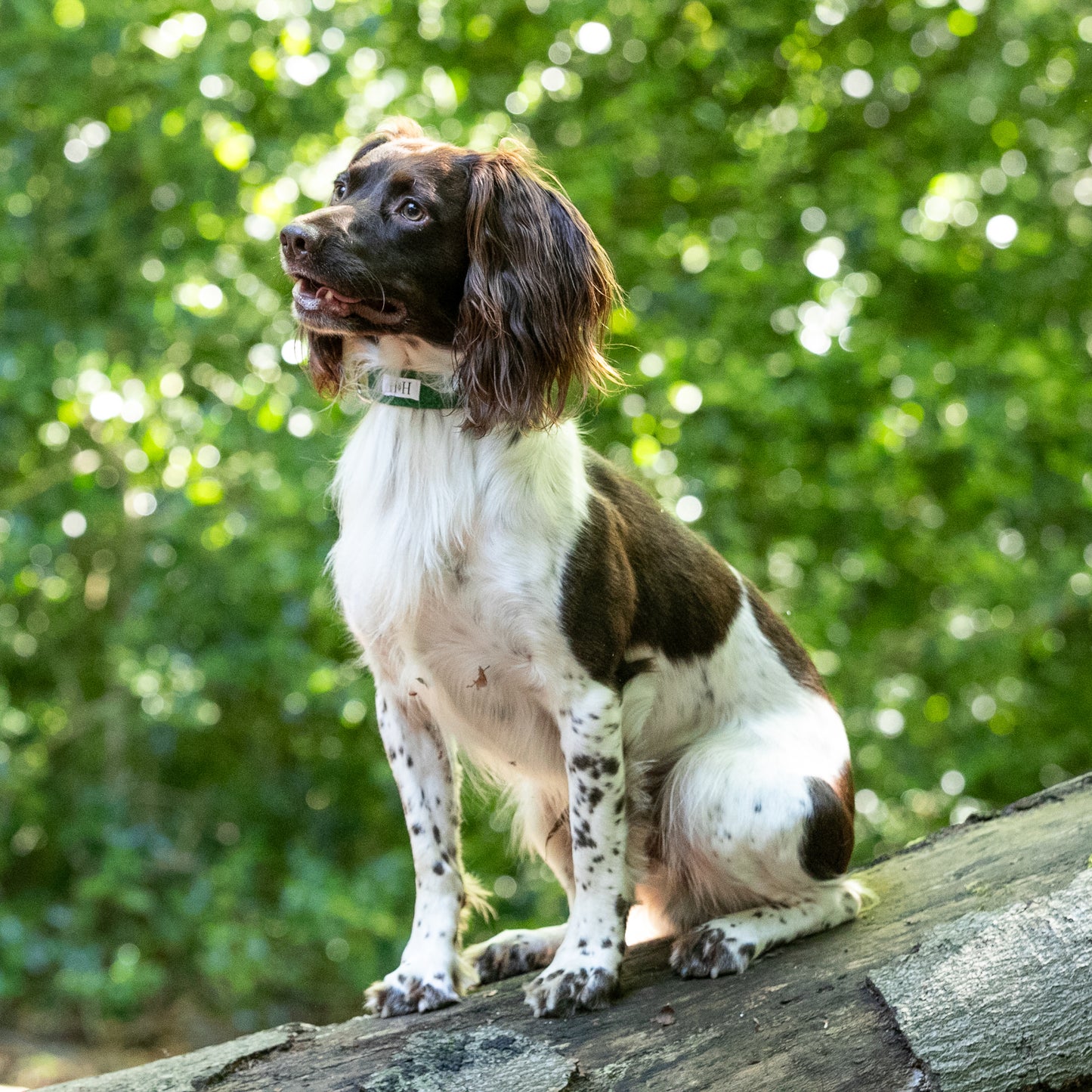 HETTY AND HUXLEY FOREST GREEN COLLARS