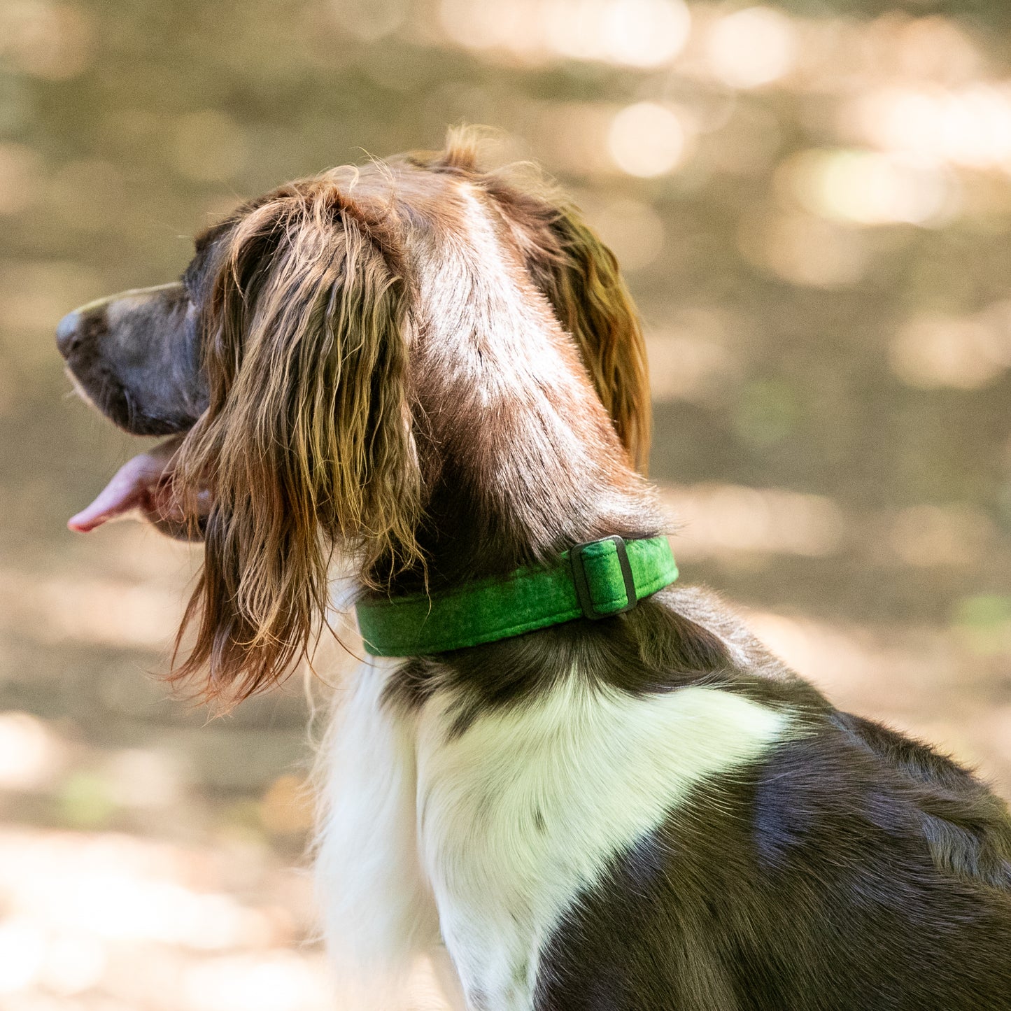 HETTY AND HUXLEY FOREST GREEN COLLAR ON SPRINGER SPANIEL