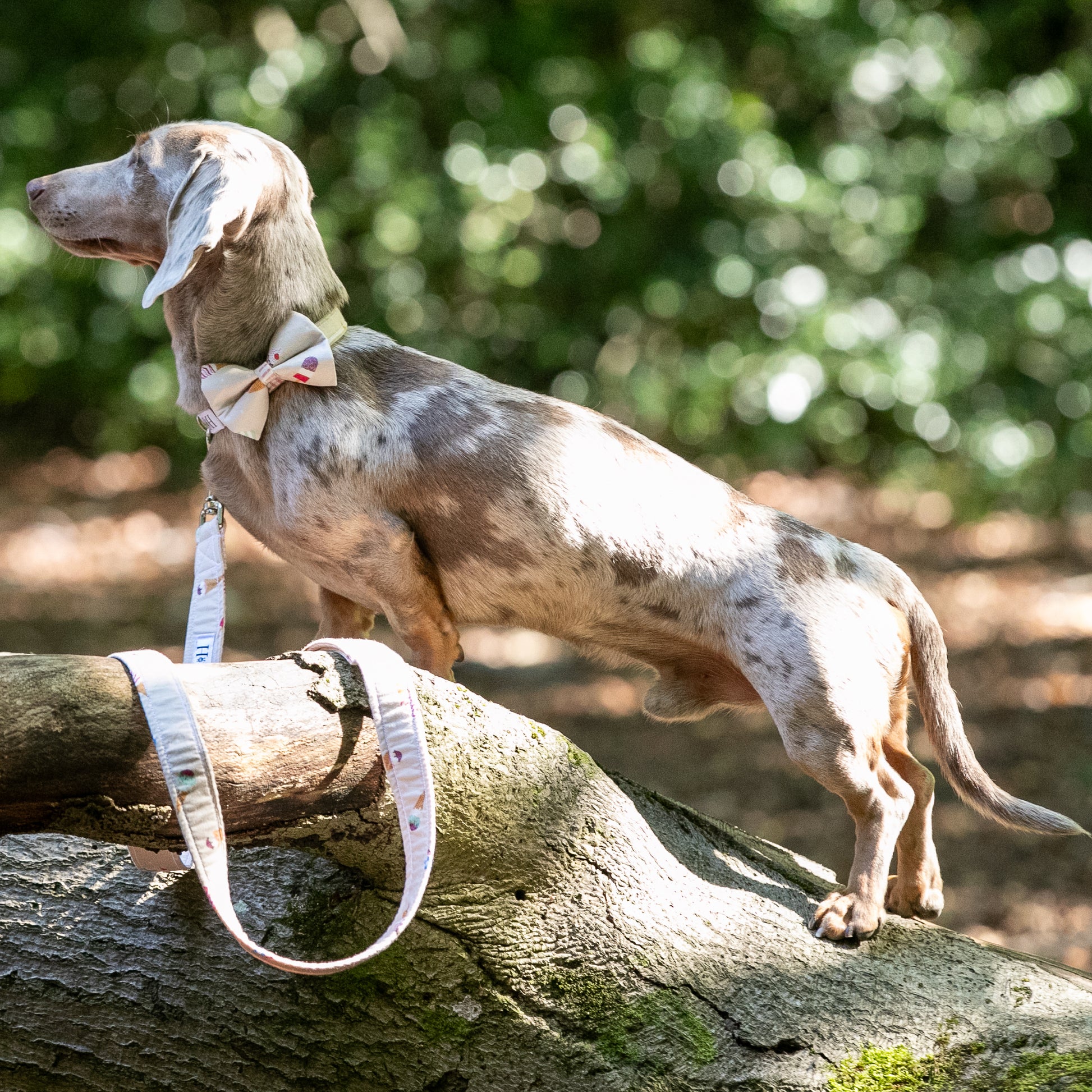 HETTY AND HUXLEY SWEET TREATS BOW TIE ON MINIATURE DACHSHUND