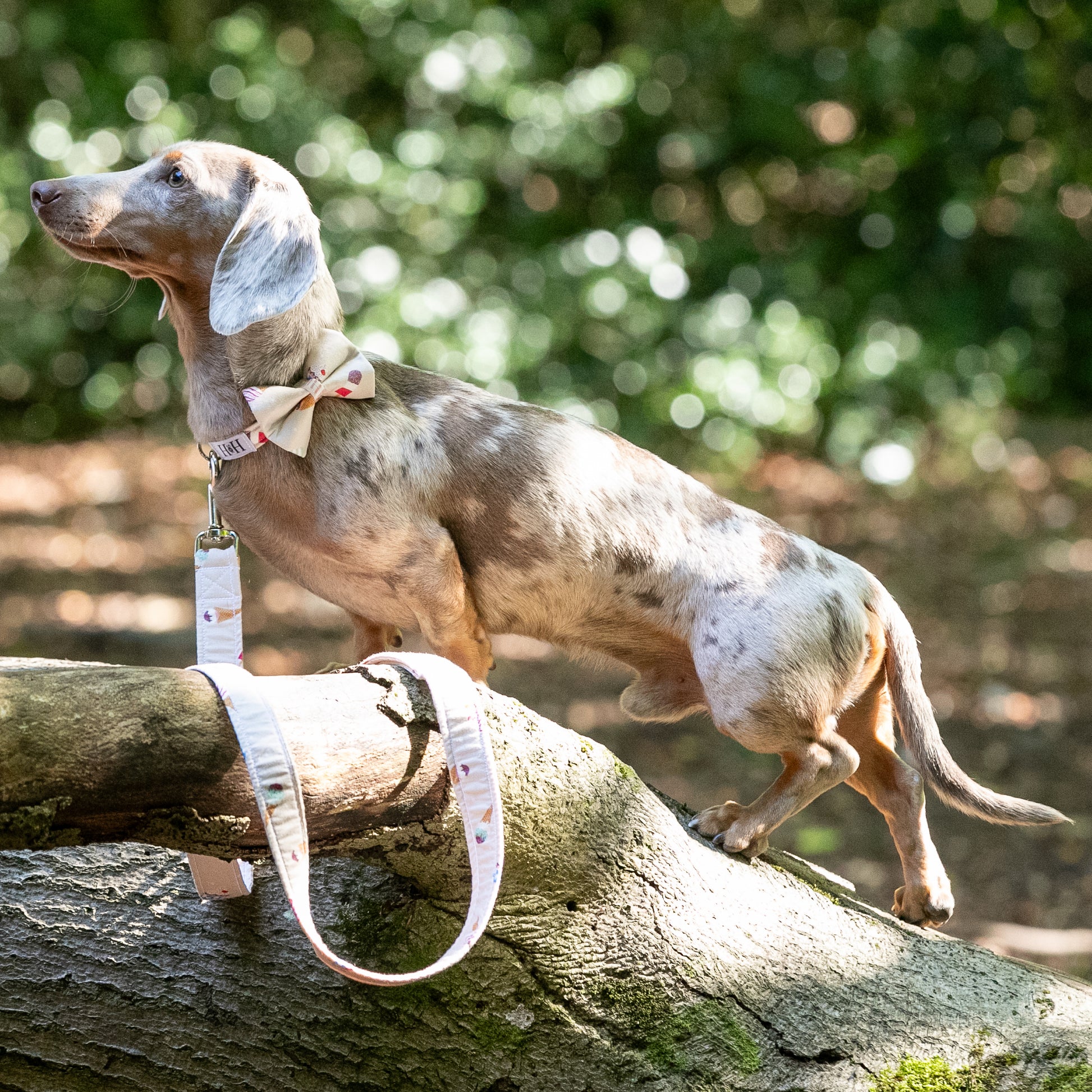 HETTY AND HUXLEY SWEET TREATS BOW TIE ON MINIATURE DACHSHUND