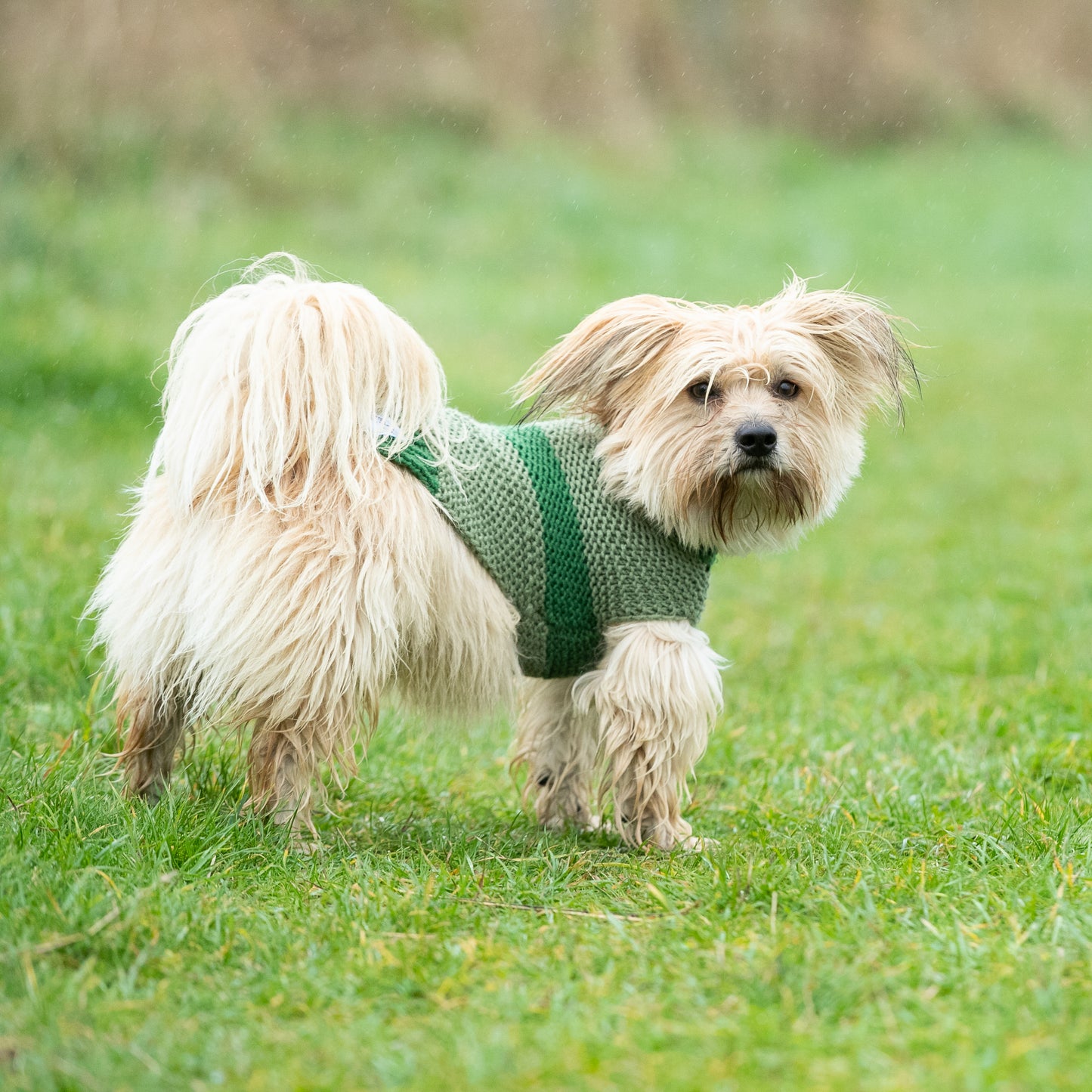 HETTY AND HUXLEY GREEN STRIPED XSMALL DOG JUMPER ON MINIATURE DOG