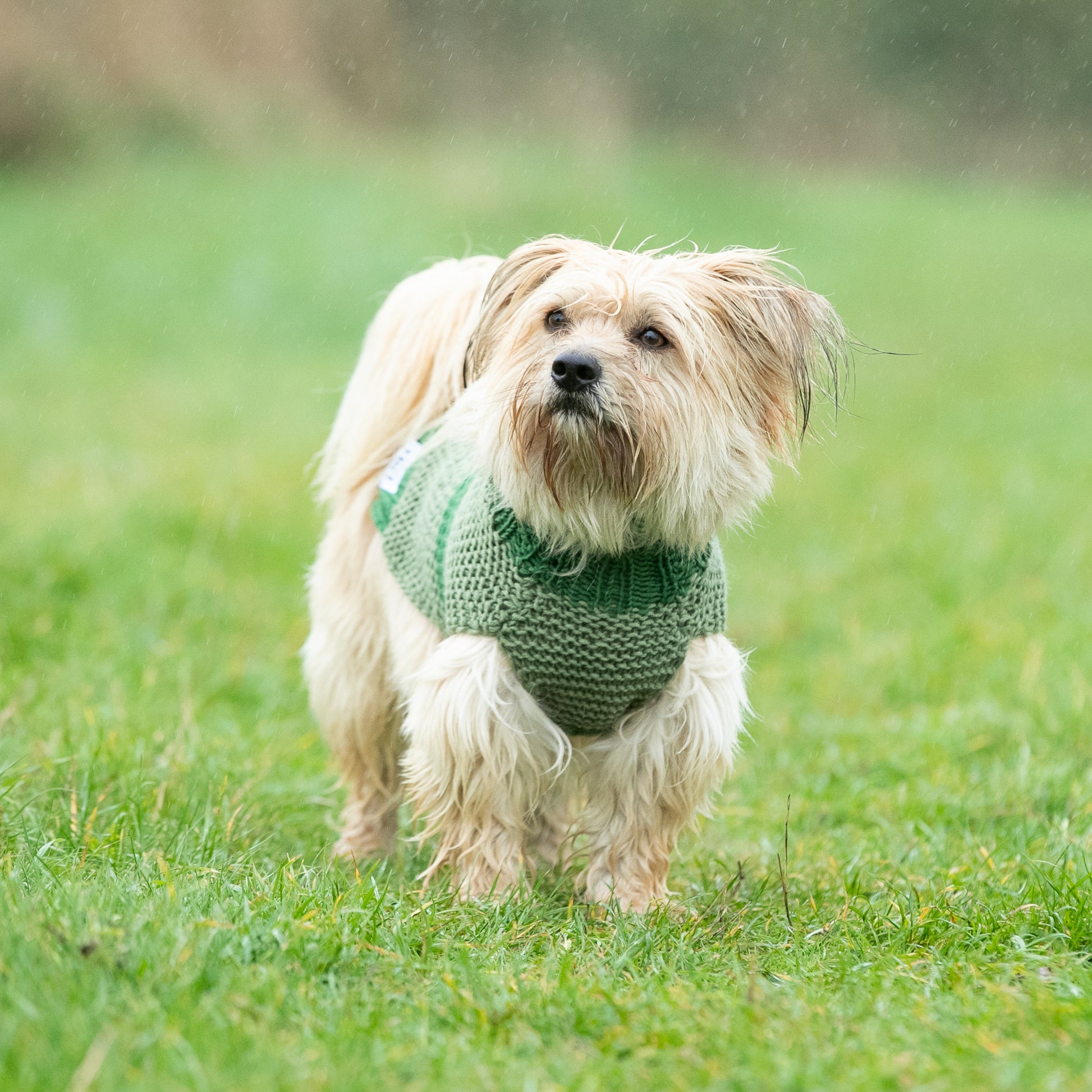 HETTY AND HUXLEY GREEN STRIPED XSMALL DOG JUMPER ON MINIATURE DOG