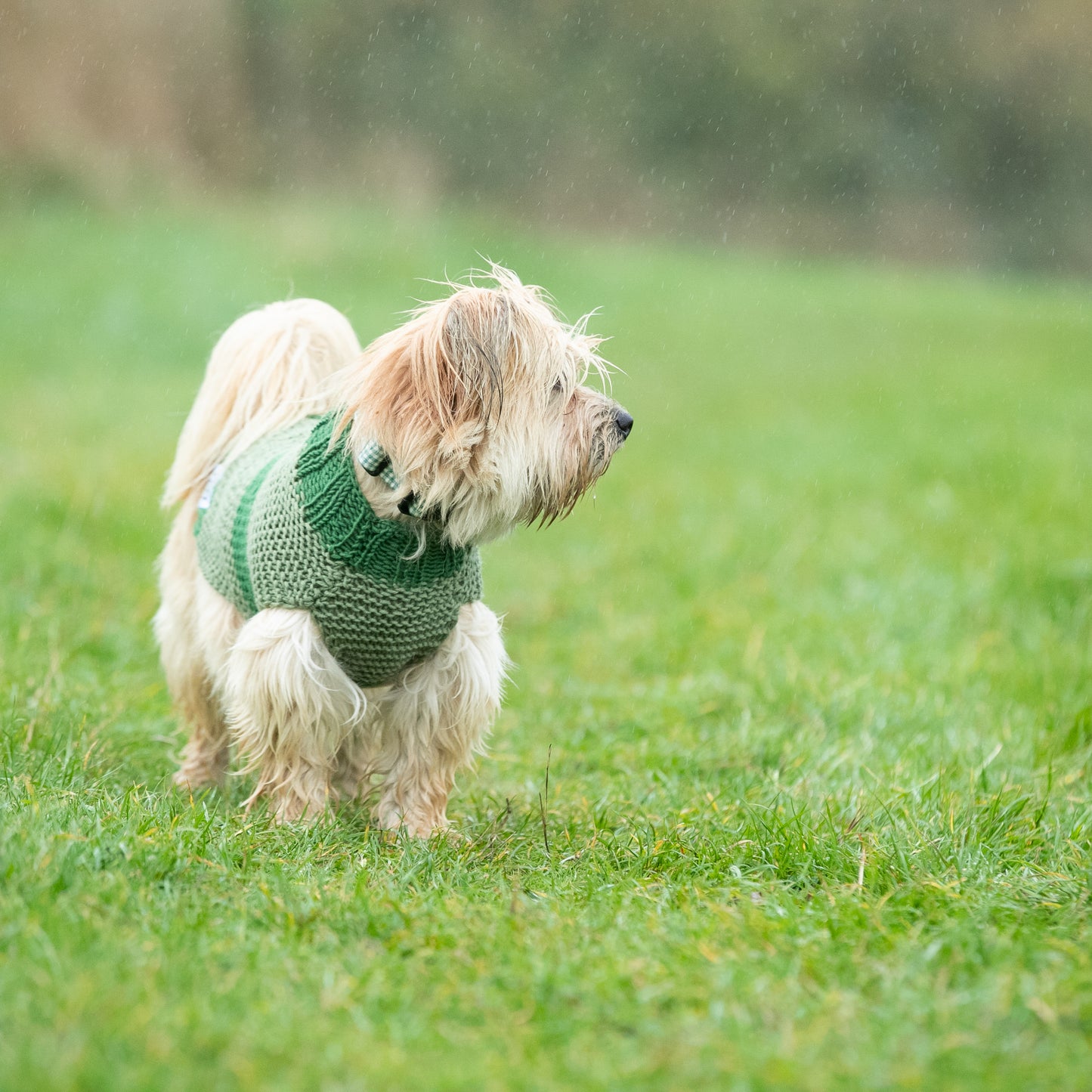 HETTY AND HUXLEY GREEN STRIPED XSMALL DOG JUMPER ON MINIATURE DOG