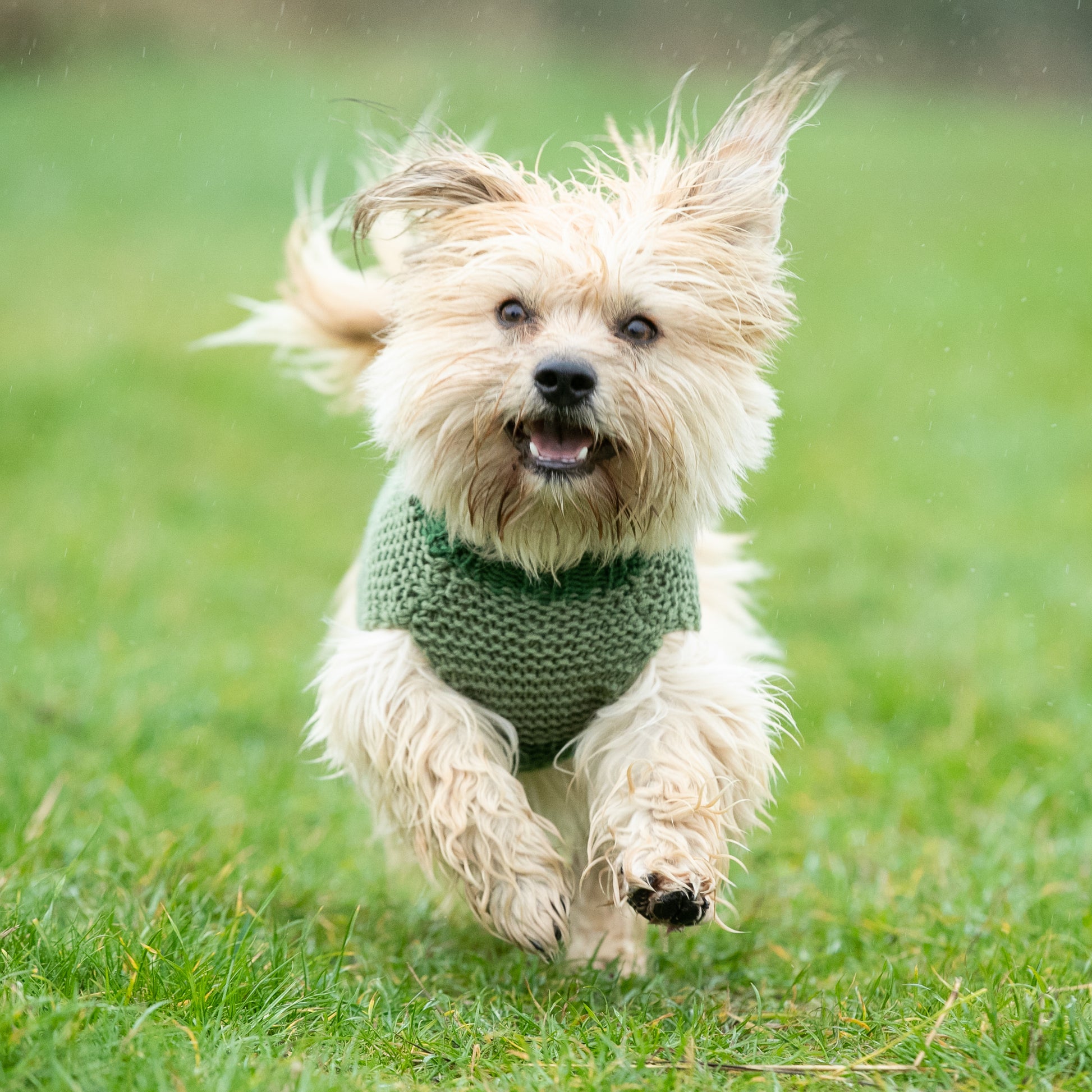 HETTY AND HUXLEY GREEN STRIPED XSMALL DOG JUMPER ON MINIATURE DOG