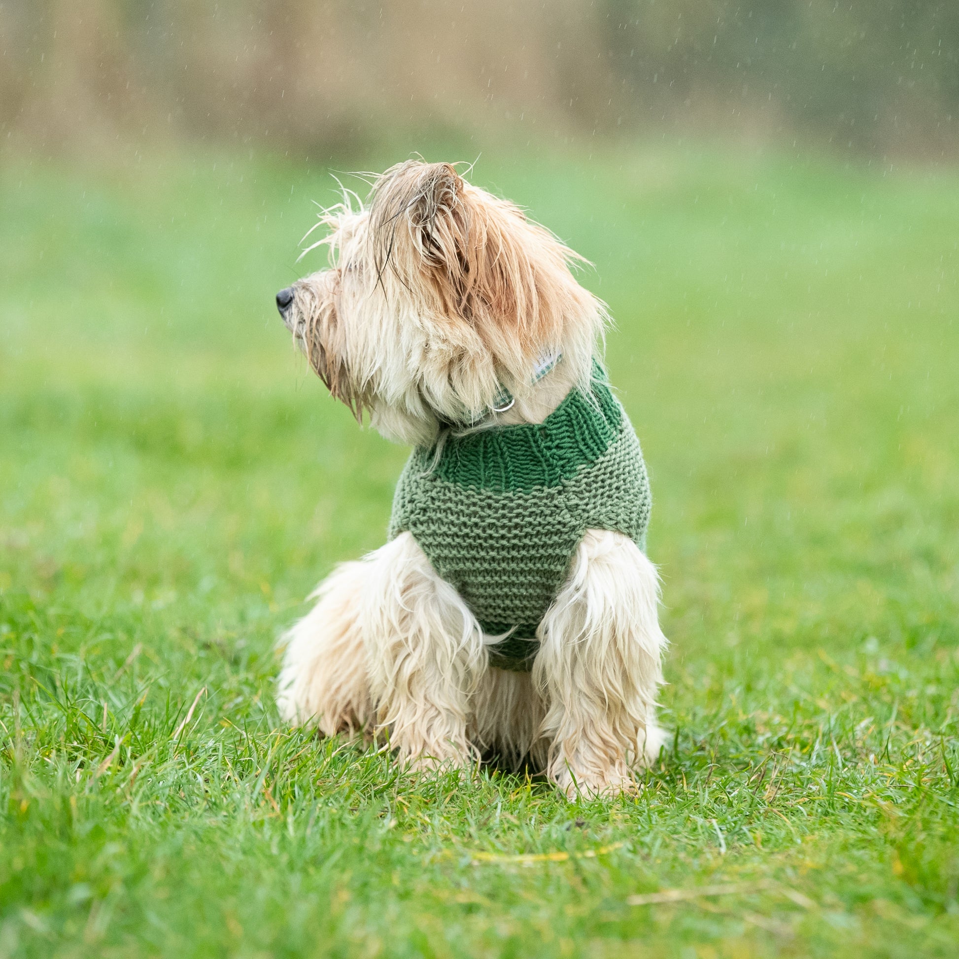 HETTY AND HUXLEY GREEN STRIPED XSMALL DOG JUMPER ON MINIATURE DOG