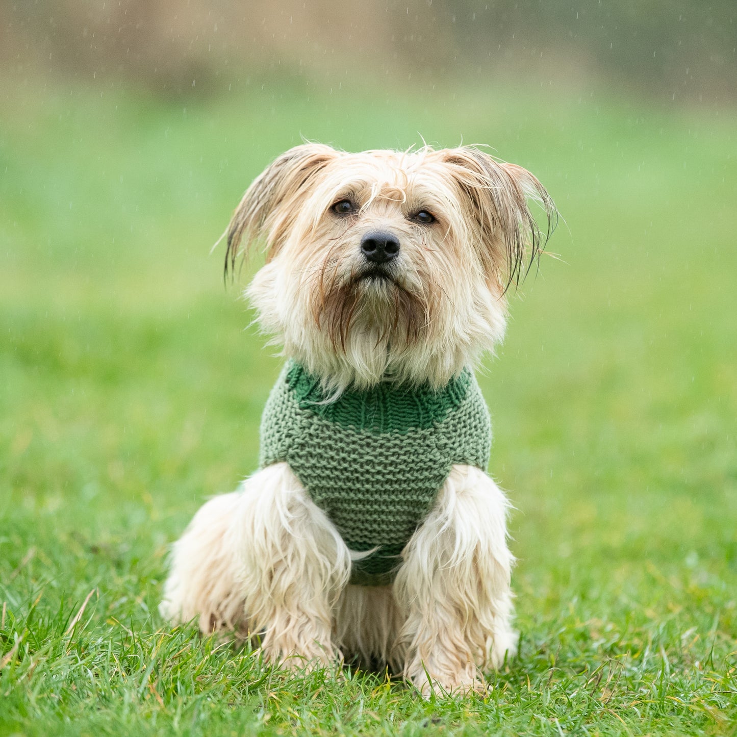 HETTY AND HUXLEY GREEN STRIPED XSMALL DOG JUMPER ON MINIATURE DOG