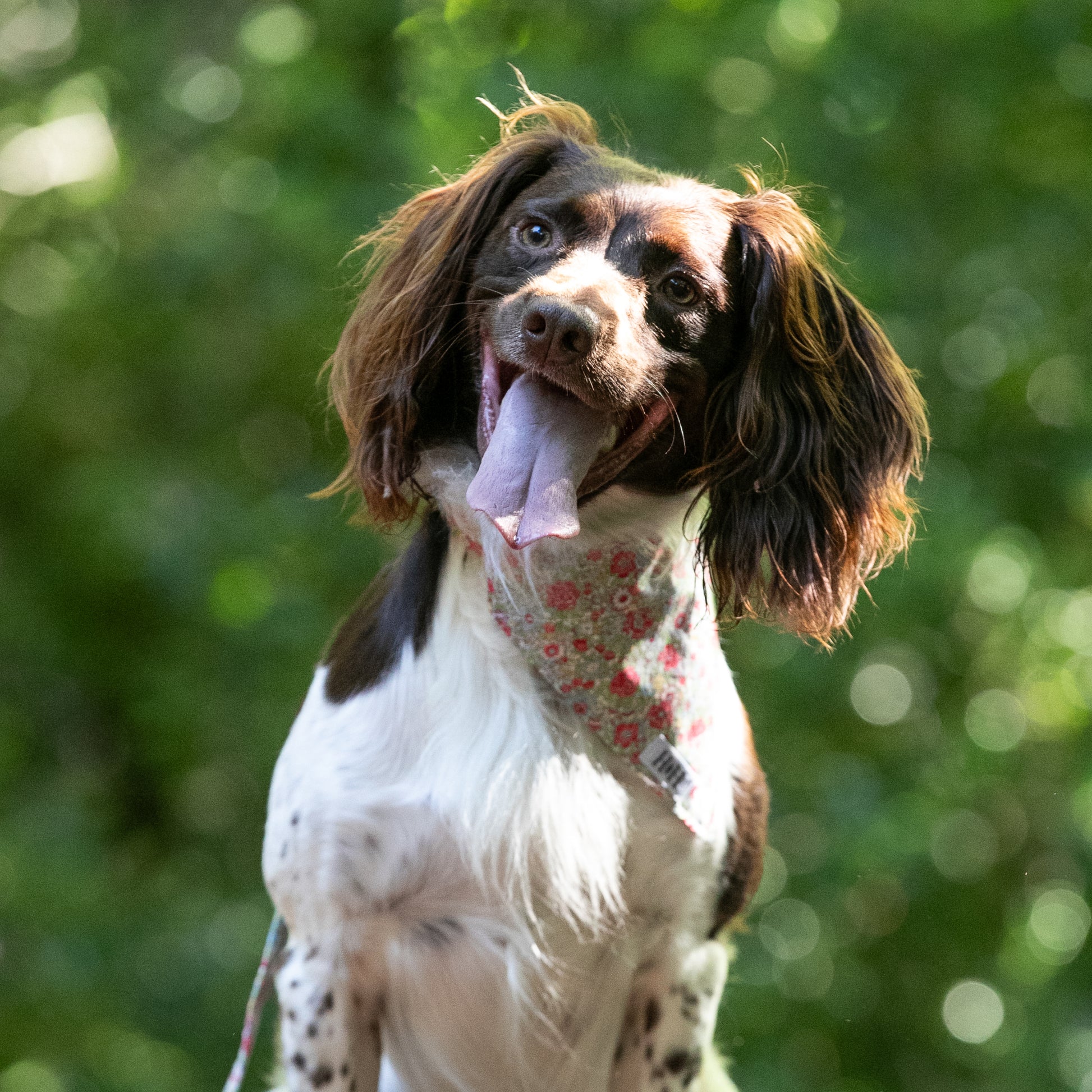 HETTY AND HUXLEY LIBERTY FLORAL BANDANA ON SPRINGER SPANIEL