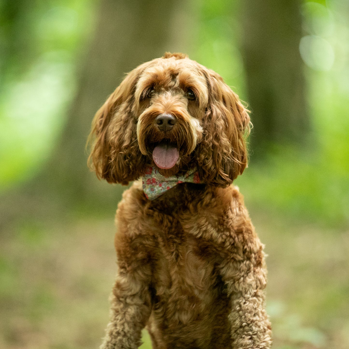 HETTY AND HUXLEY LIBERTY FLORAL BOW TIE ON COCKAPOO