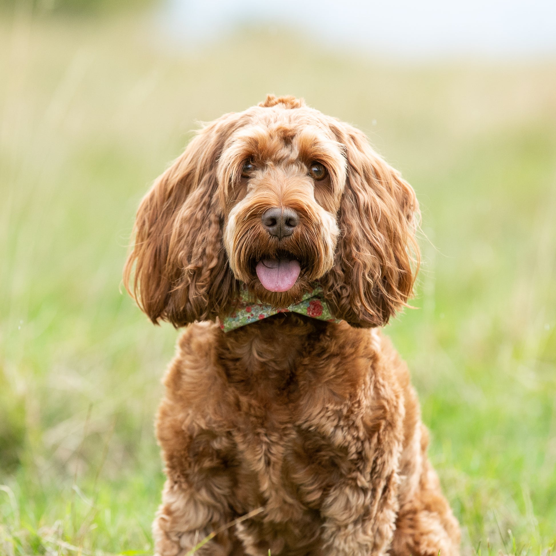 HETTY AND HUXLEY LIBERTY FLORAL BOW TIE ON COCKAPOO