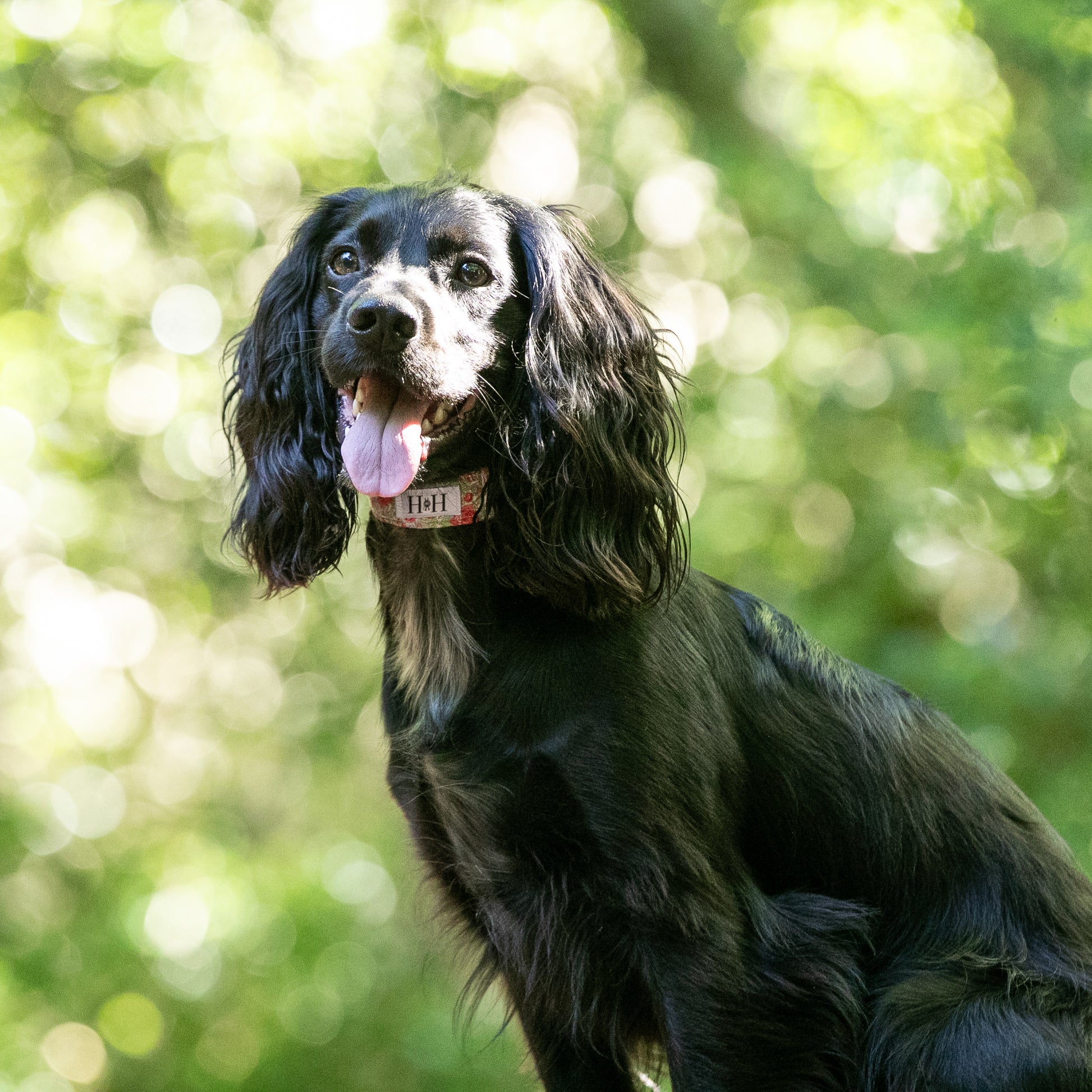 HETTY AND HUXLEY LIBERTY FLORAL COLLAR ON COCKER SPANIEL