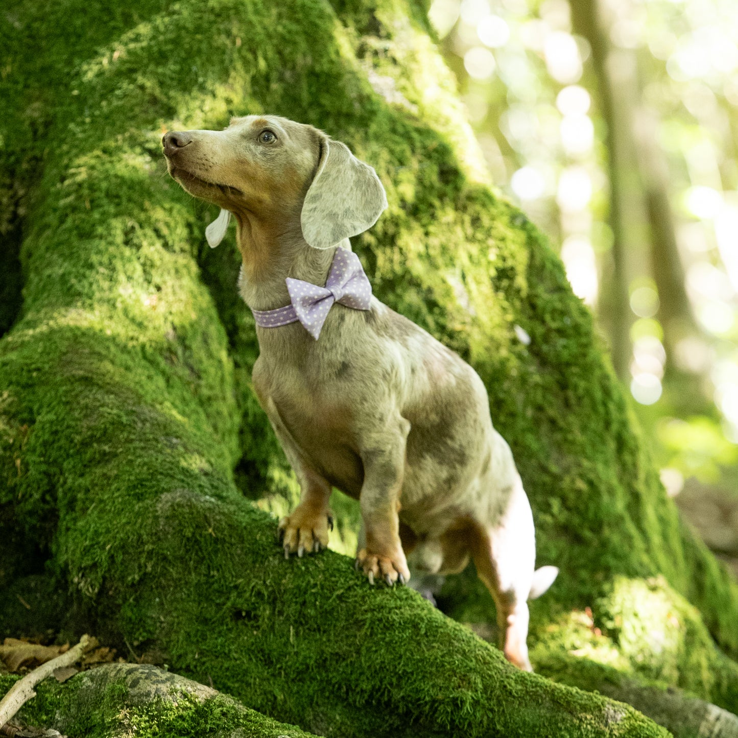 HETTY AND HUXLEY LILAC POLKA DOT BOW TIE ON MINIATURE DACHSHUND