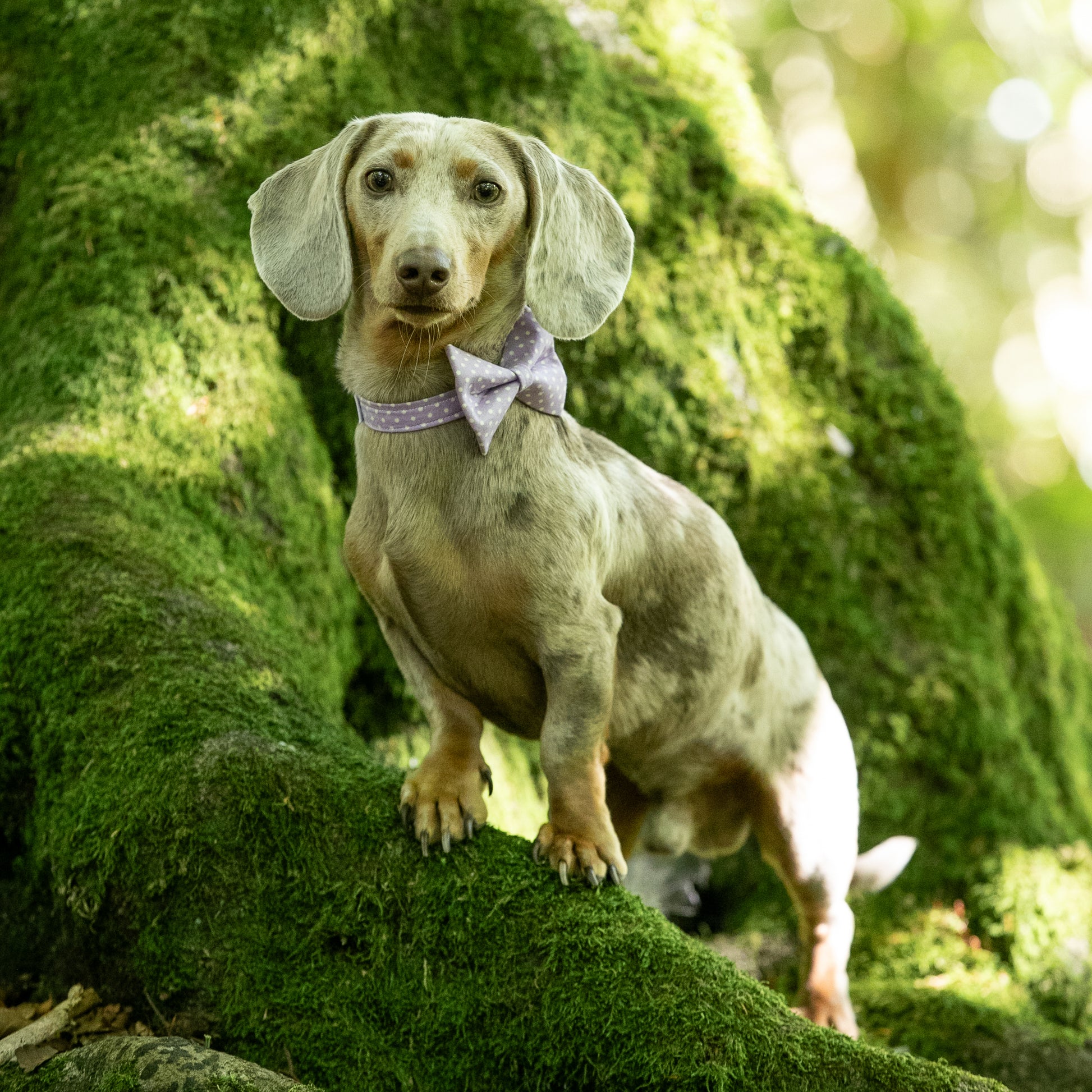 HETTY AND HUXLEY LILAC POLKA DOT BOW TIE ON MINIATURE DACHSHUND