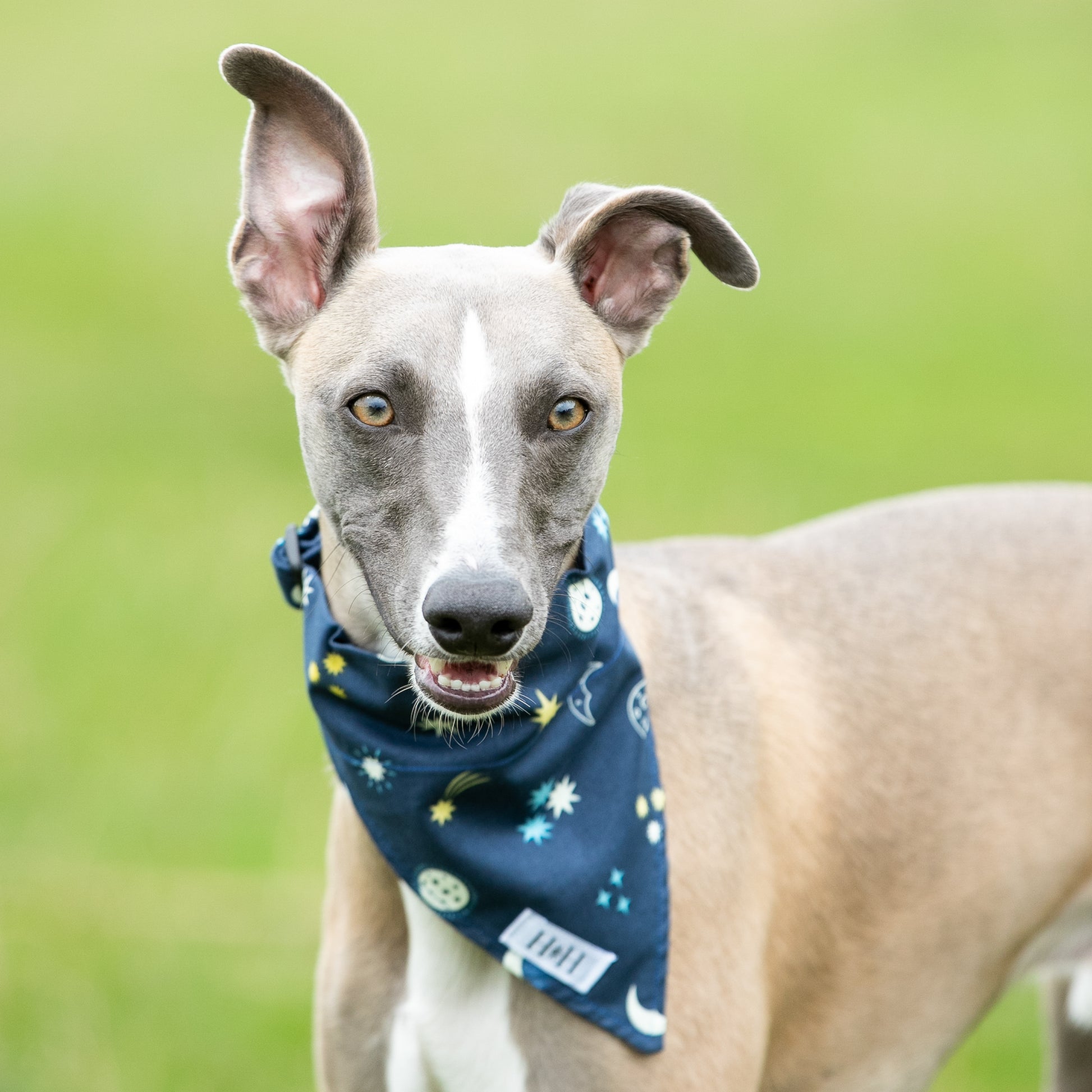 HETTY AND HUXLEY MOONS AND STARS GLOW IN THE DARK BANDANA ON WHIPPET