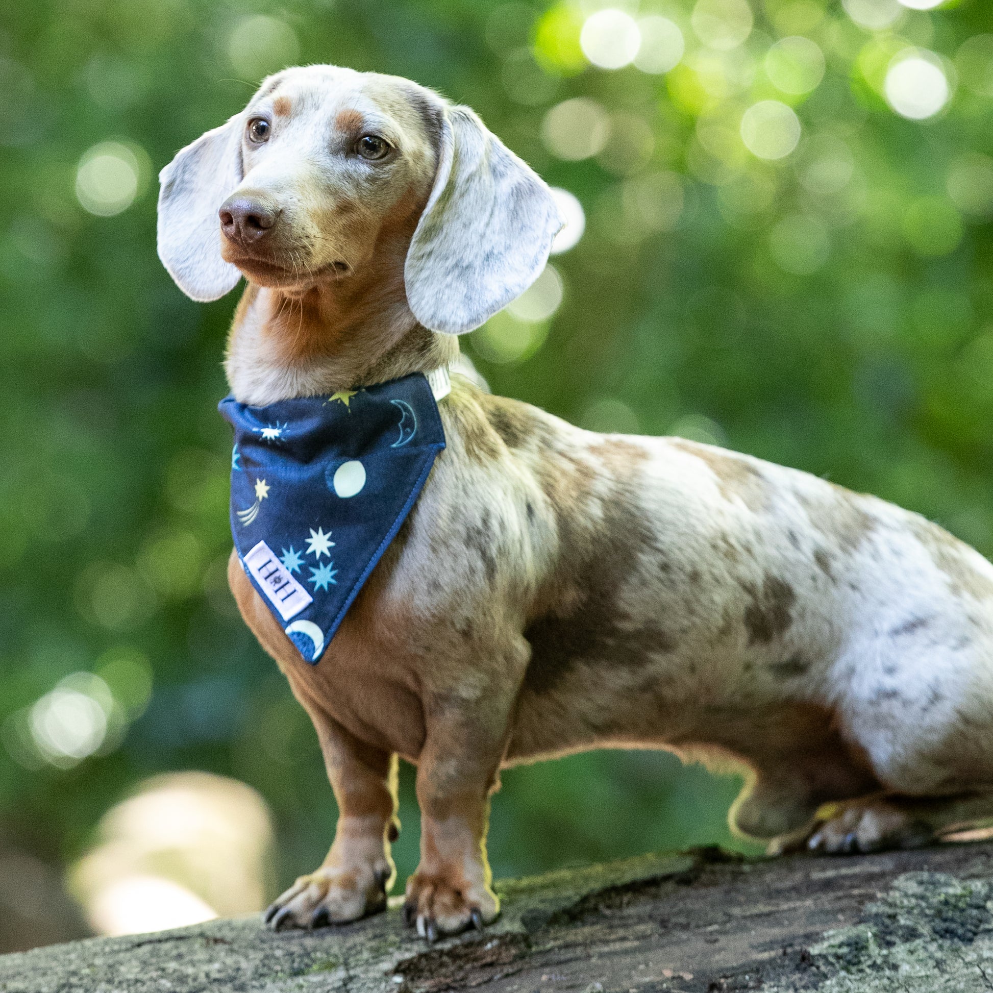 HETTY AND HUXLEY MOON AND STARS BANDANA ON MINIATURE DACHSHUND