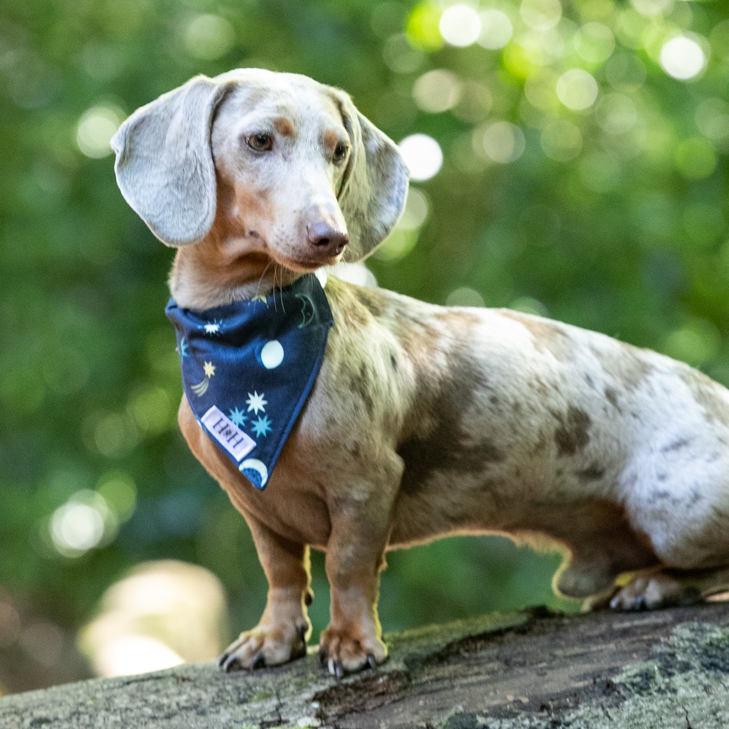 HETTY AND HUXLEY MOON AND STARS BANDANA ON MINIATURE DACHSHUND