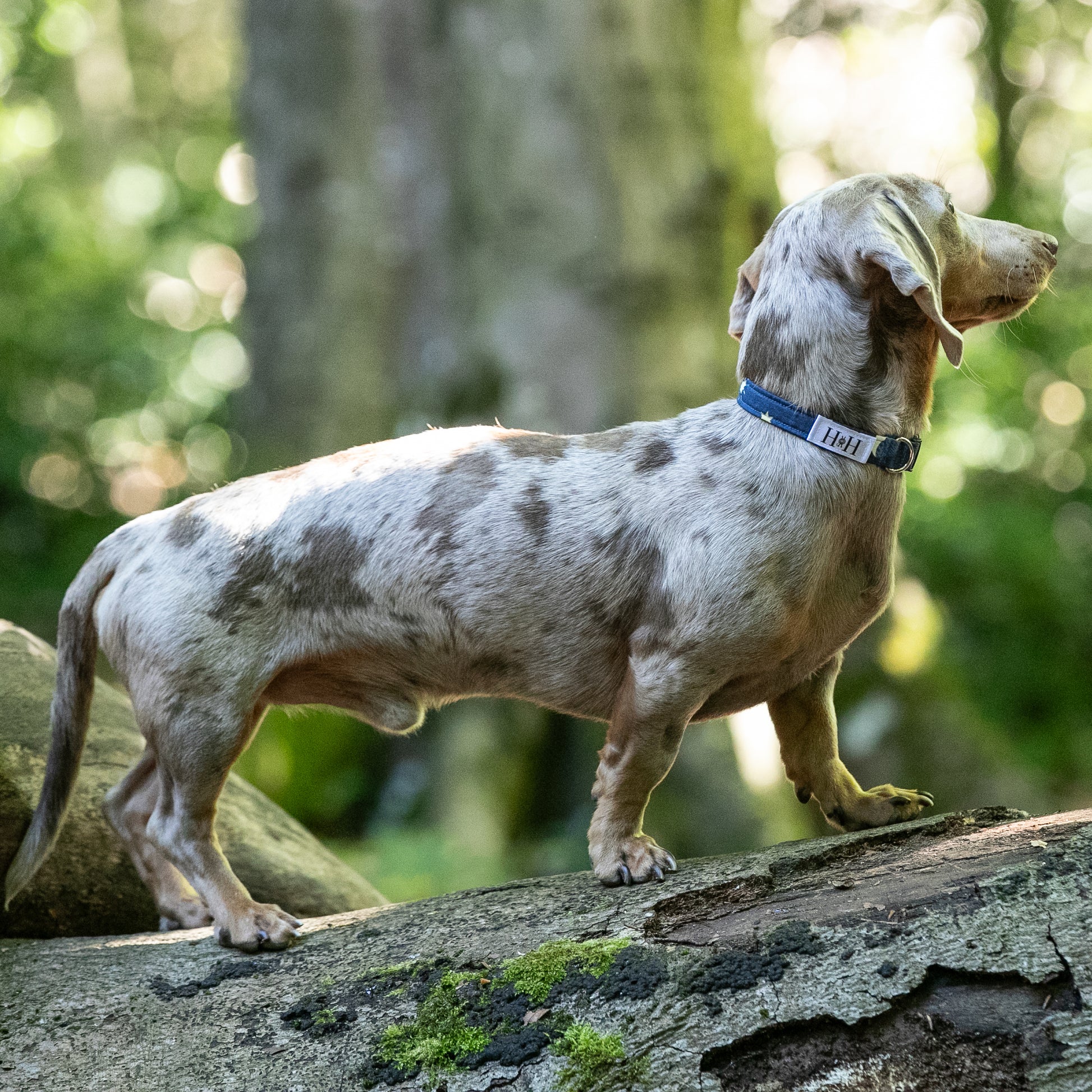 HETTY AND HUXLEY MOON AND STARS COLLAR ON MINIATURE DACHSHUND