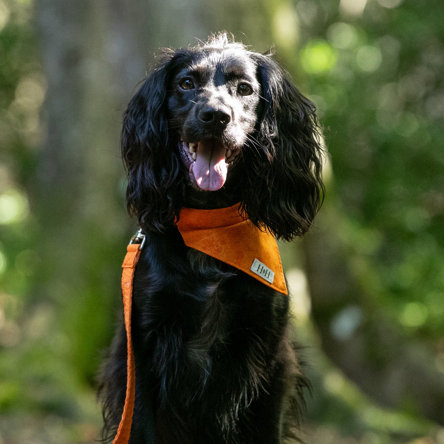 HETTY AND HUXLEY ORANGE FIRE BANDANA ON A COCKER SPANIEL