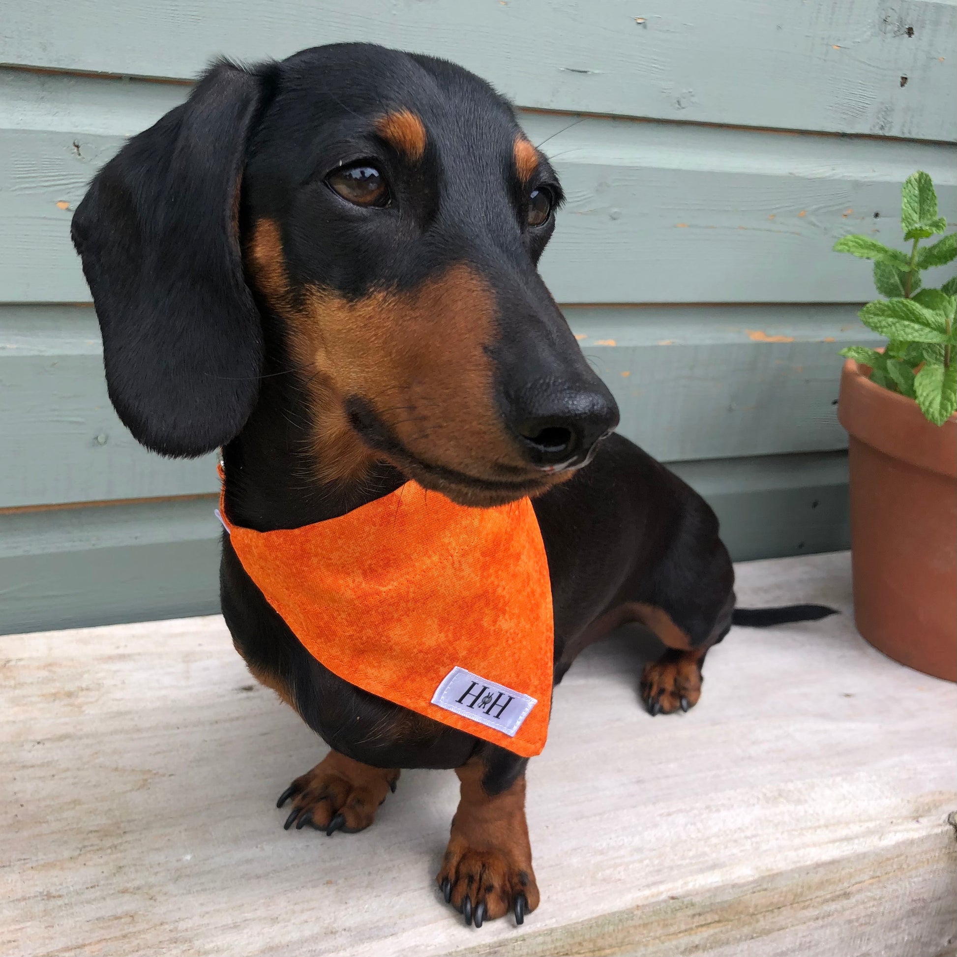 HETTY AND HUXLEY ORANGE FIRE BANDANA ON A MINIATURE DACHSHUND