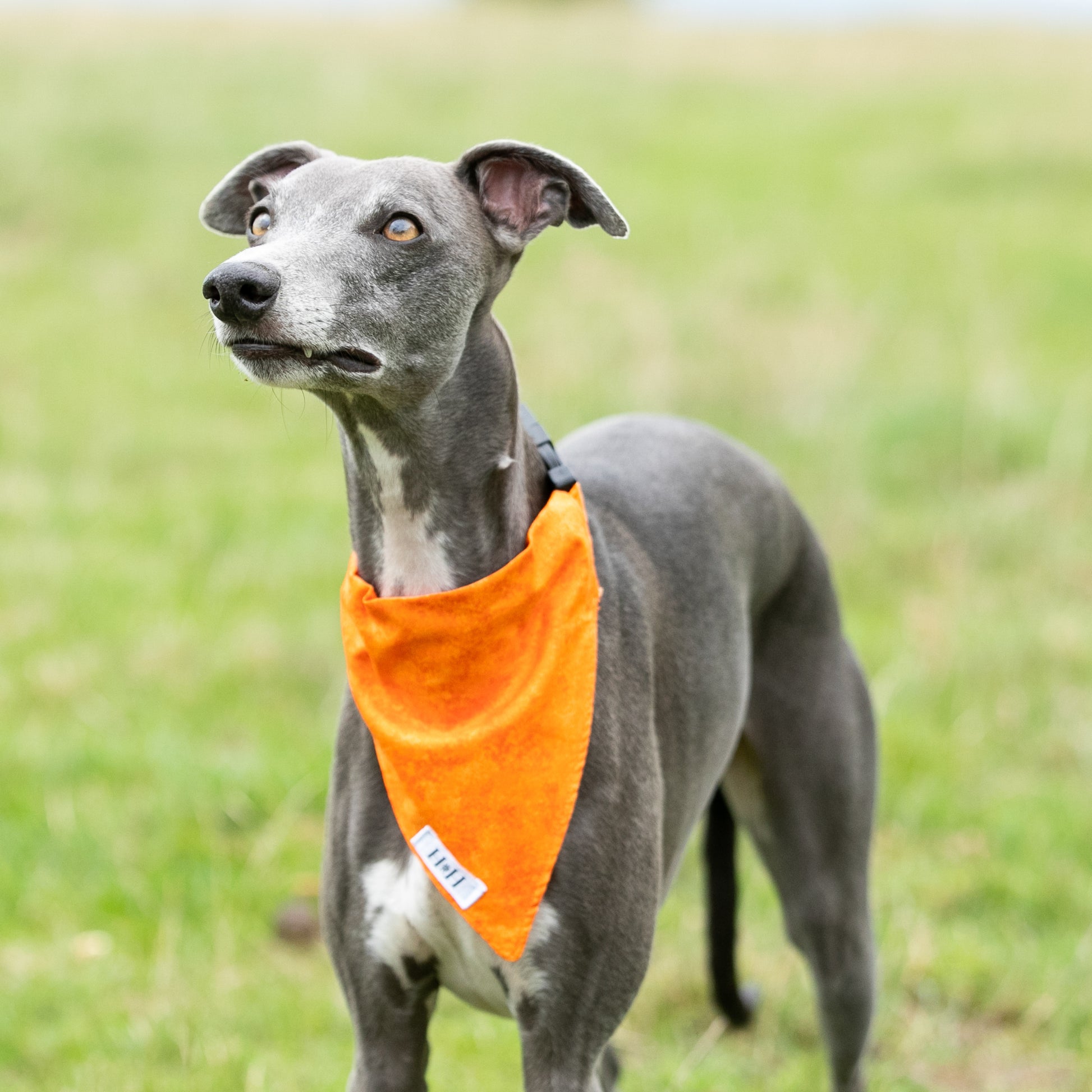 HETTY AND HUXLEY ORANGE FIRE BANDANA ON WHIPPET