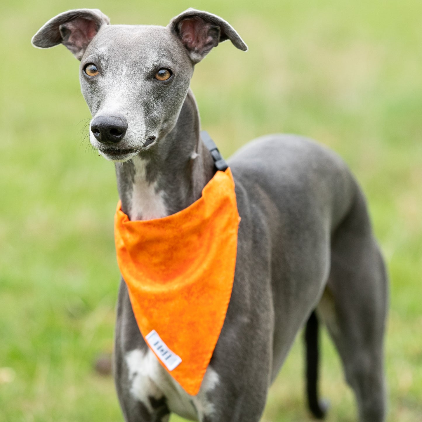 HETTY AND HUXLEY ORANGE FIRE BANDANA ON WHIPPET