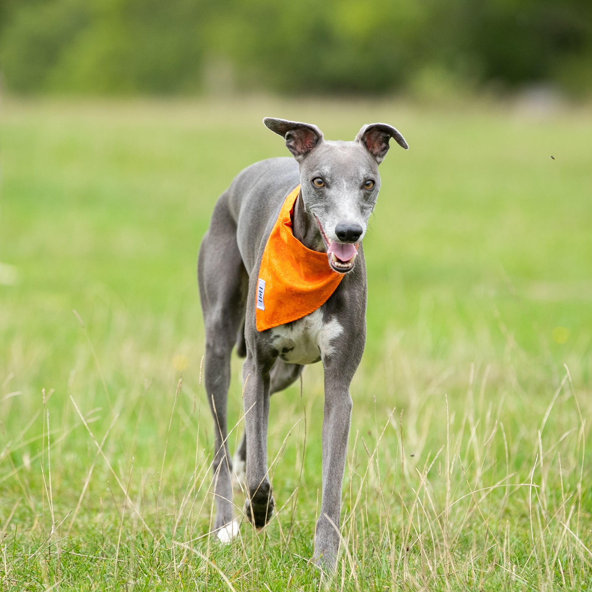 HETTY AND HUXLEY ORANGE FIRE BANDANA ON WHIPPET