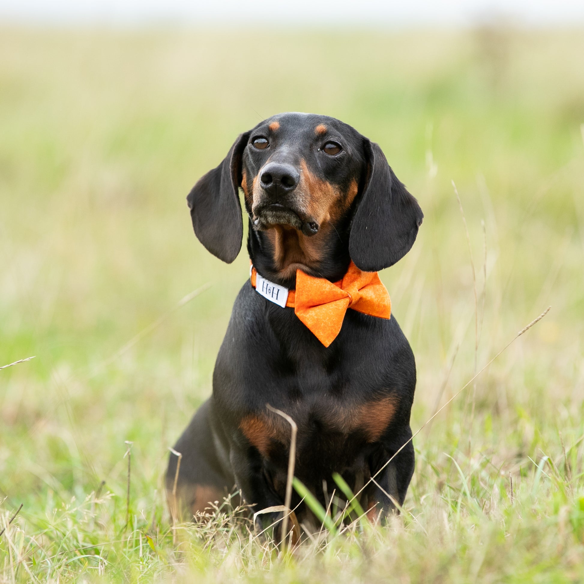 HETTY AND HUXLEY ORANGE FIRE BOW TIE ON MINIATURE DACHSHUND