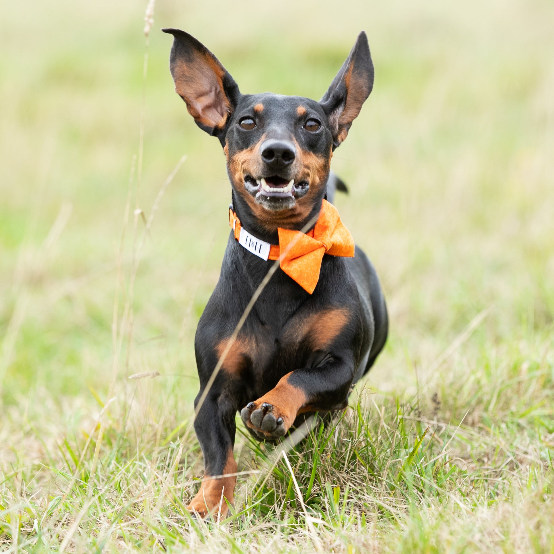 HETTY AND HUXLEY ORANGE FIRE BOW TIE ON MINIATURE DACHSHUND