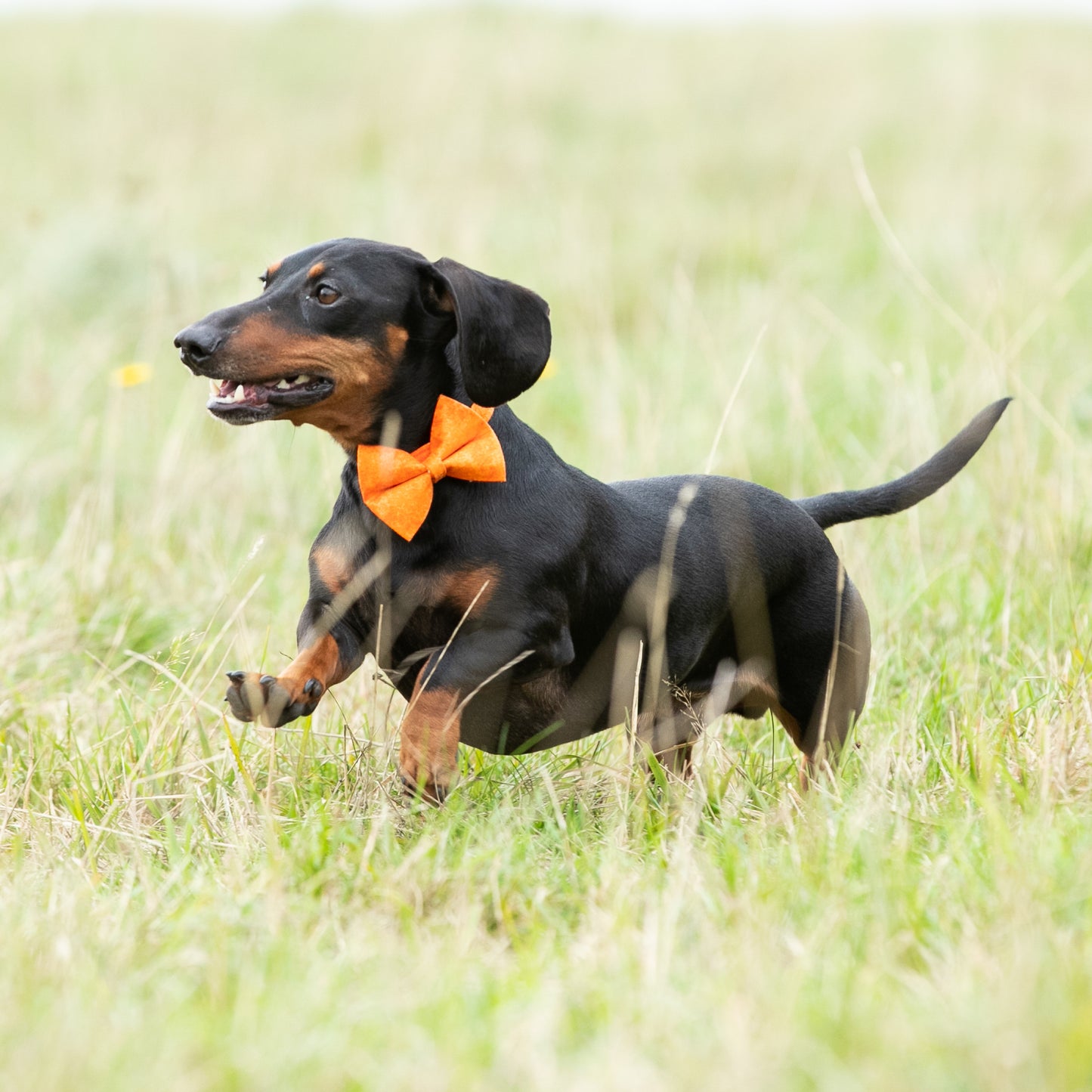 HETTY AND HUXLEY ORANGE FIRE BOW TIE ON MINIATURE DACHSHUND