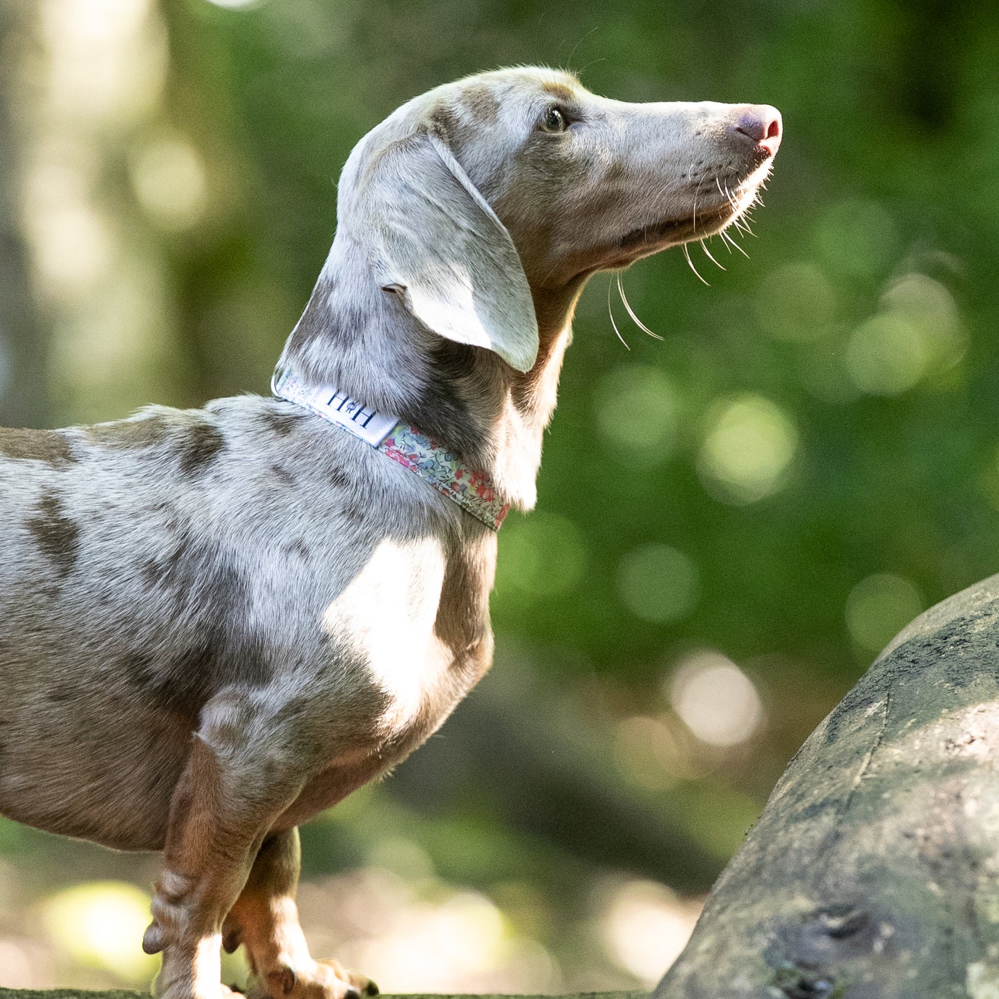 HETTY AND HUXLEY LIBERTY PASTEL FLORAL XSMALL COLLAR ON MINIATURE DACHSHUND