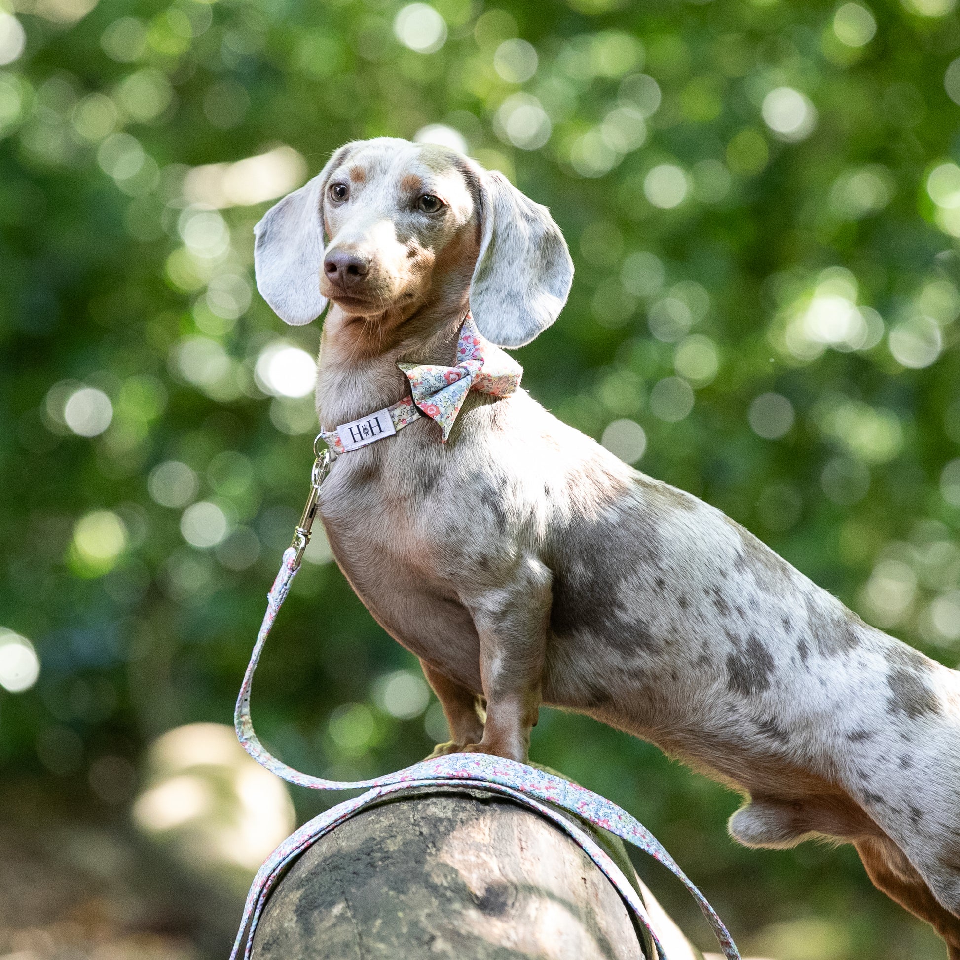 HETTY AND HUXLEY LIBERTY PASTEL FLORAL BOW TIE ON MINIATURE DACHSHUND