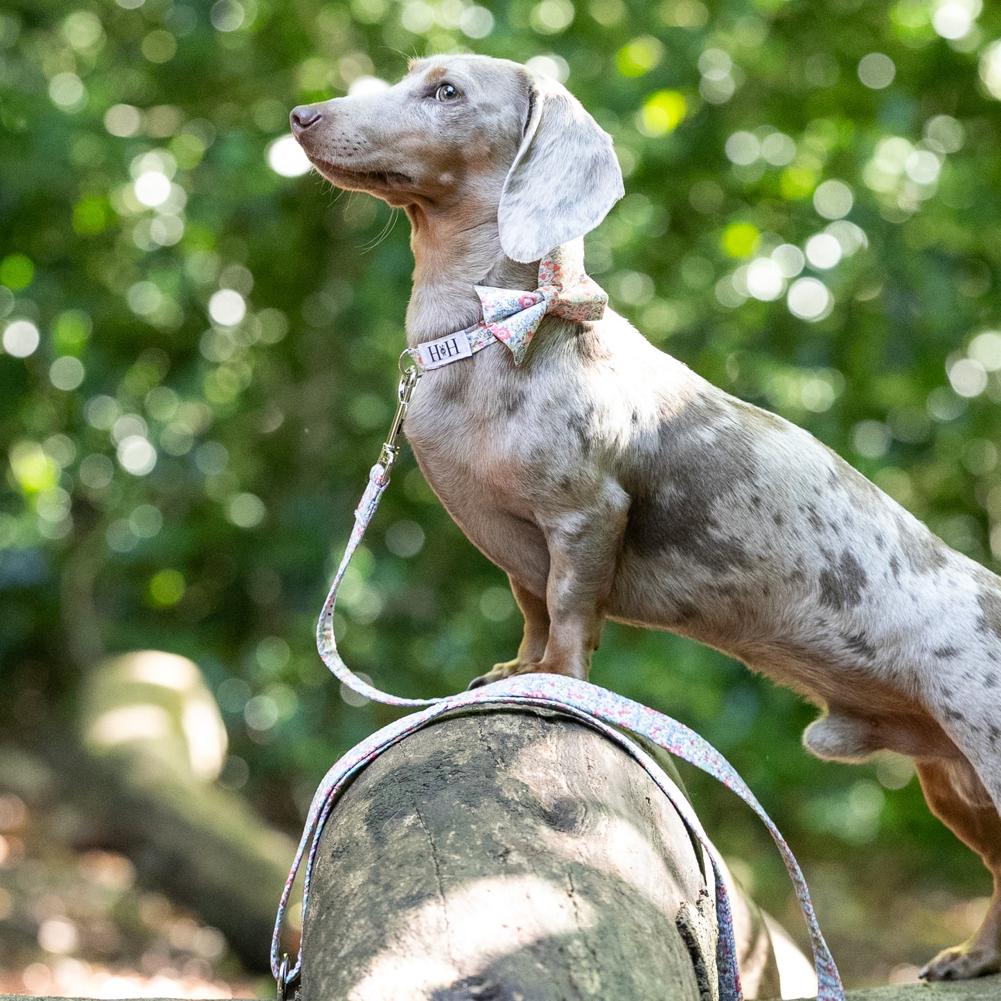 HETTY AND HUXLEY LIBERTY PASTEL FLORAL BOW TIE ON MINIATURE DACHSHUND