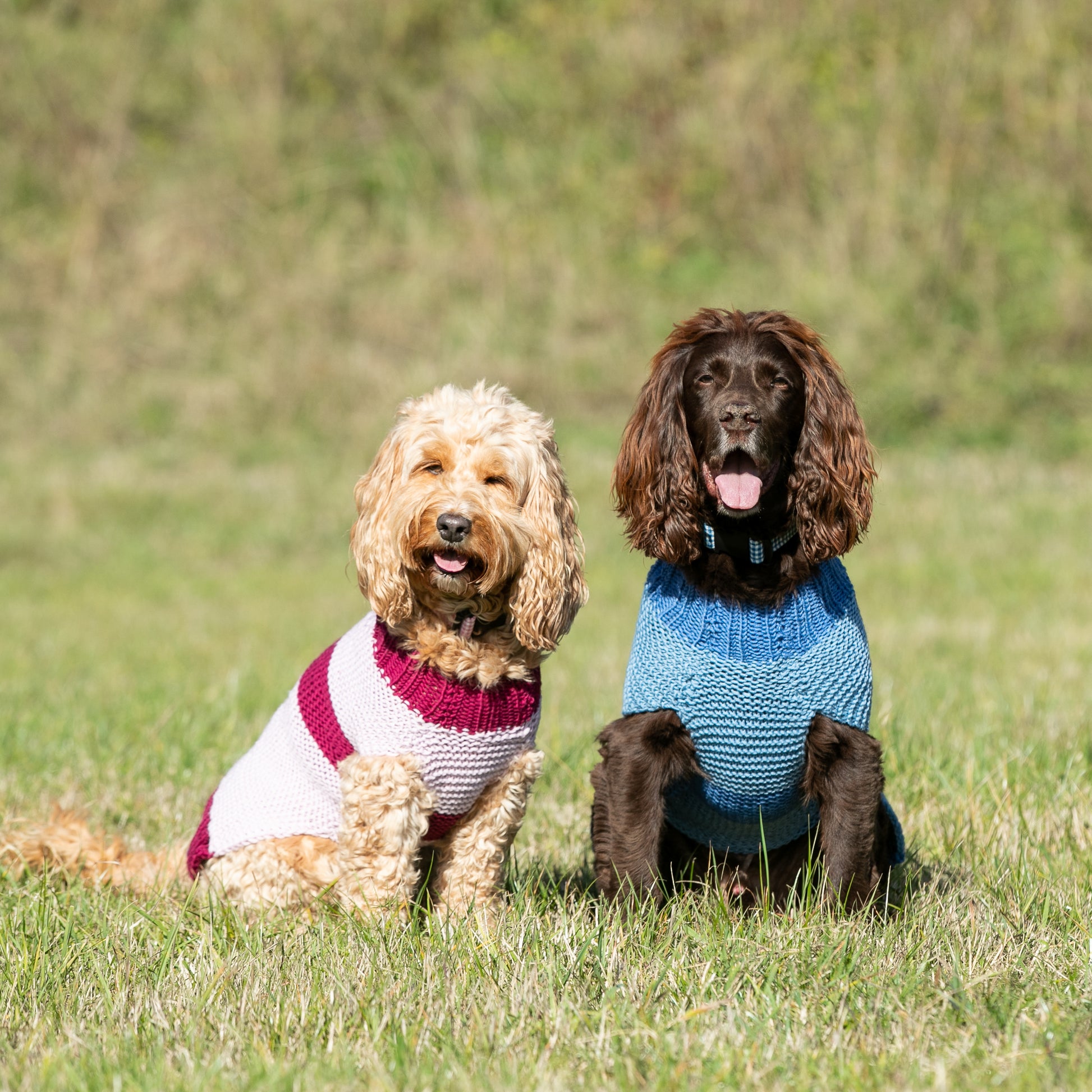 HETTY AND HUXLEY PINK STRIPED HAND KNITTED DOG JUMPER ON COCKAPOO