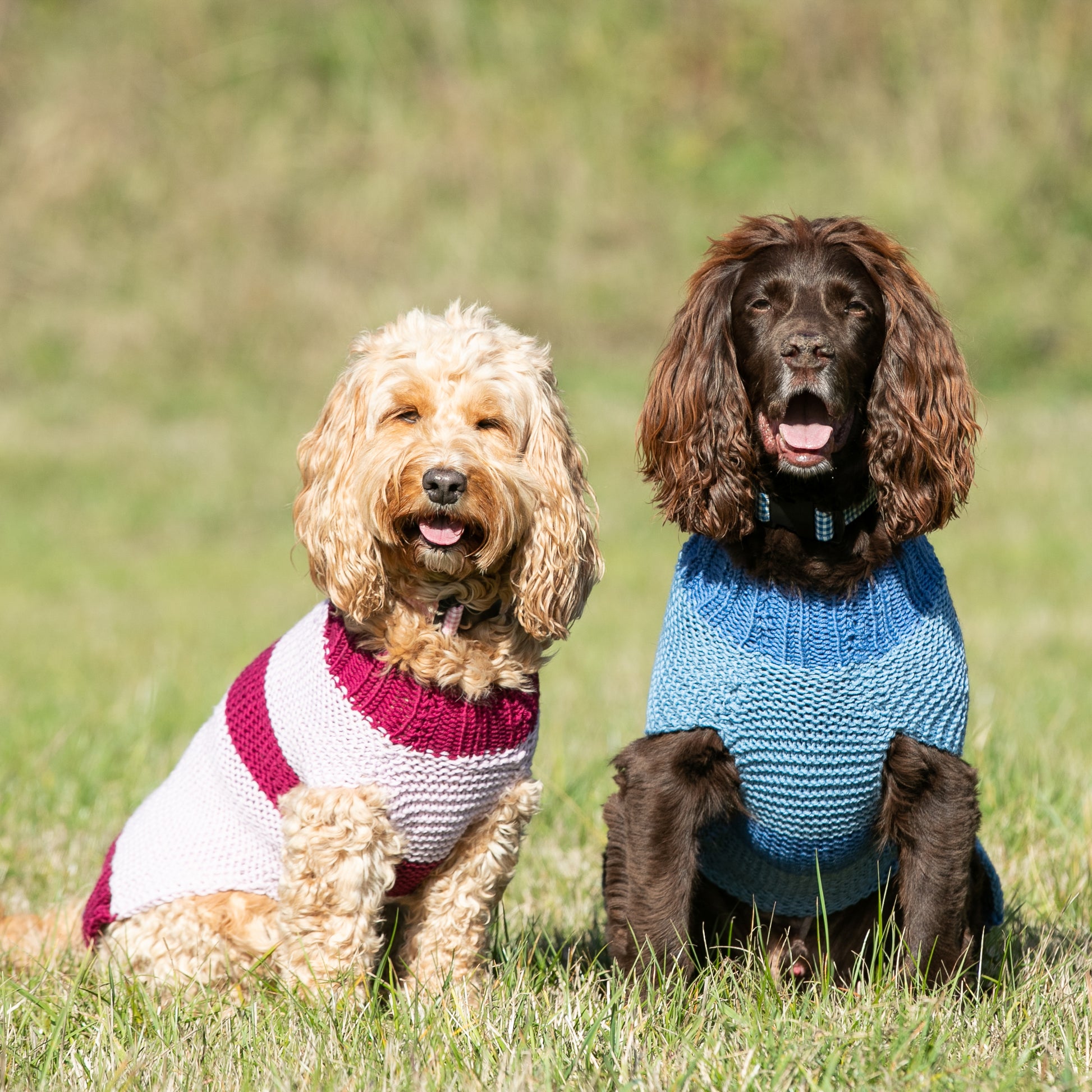 HETTY AND HUXLEY BLUE STRIPED JUMPER AND PINK STRIPED JUMPER MODELLED BY TWO SPANIELS