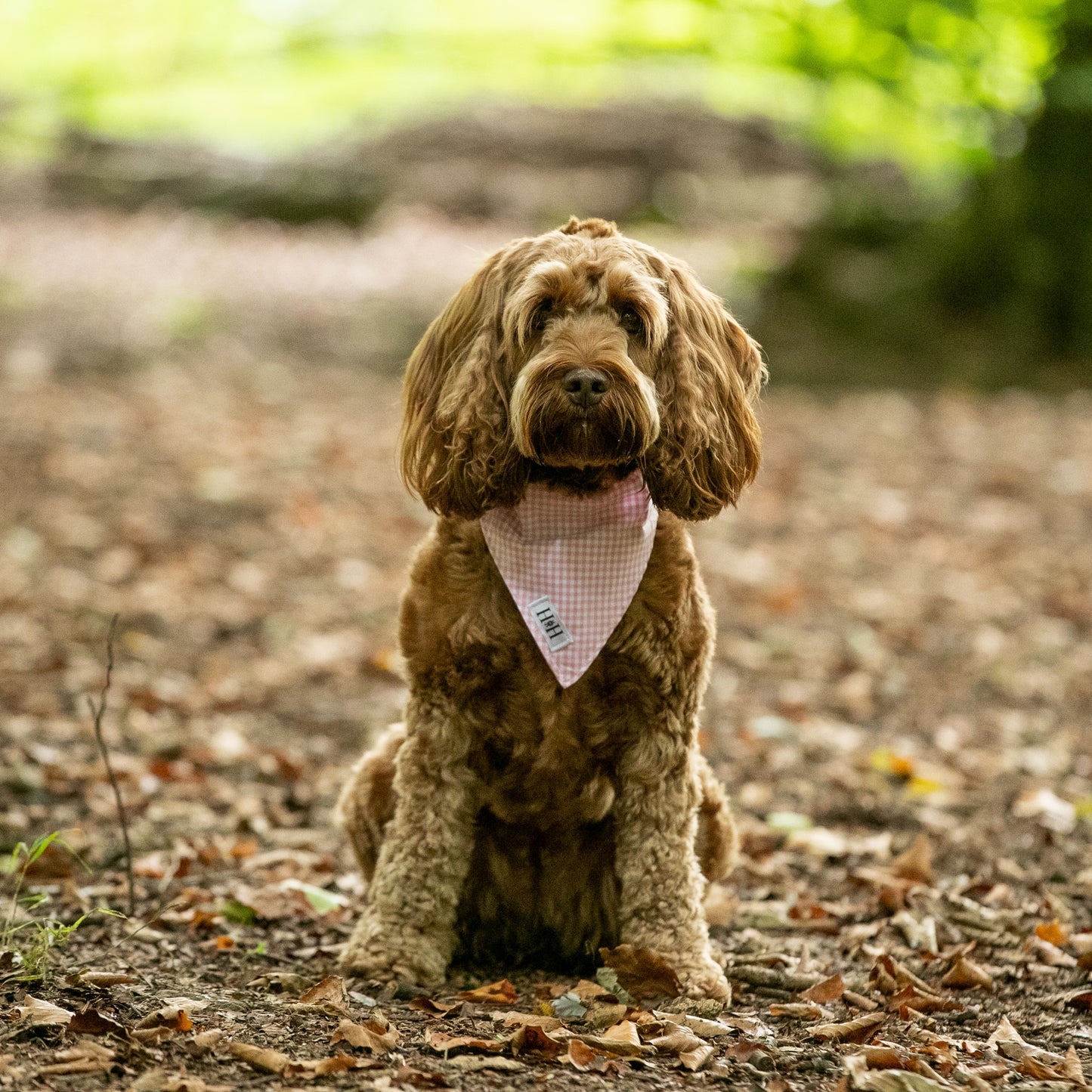 HETTY AND HUXLEY PINK GINGHAM BANDANA ON COCKERPOO