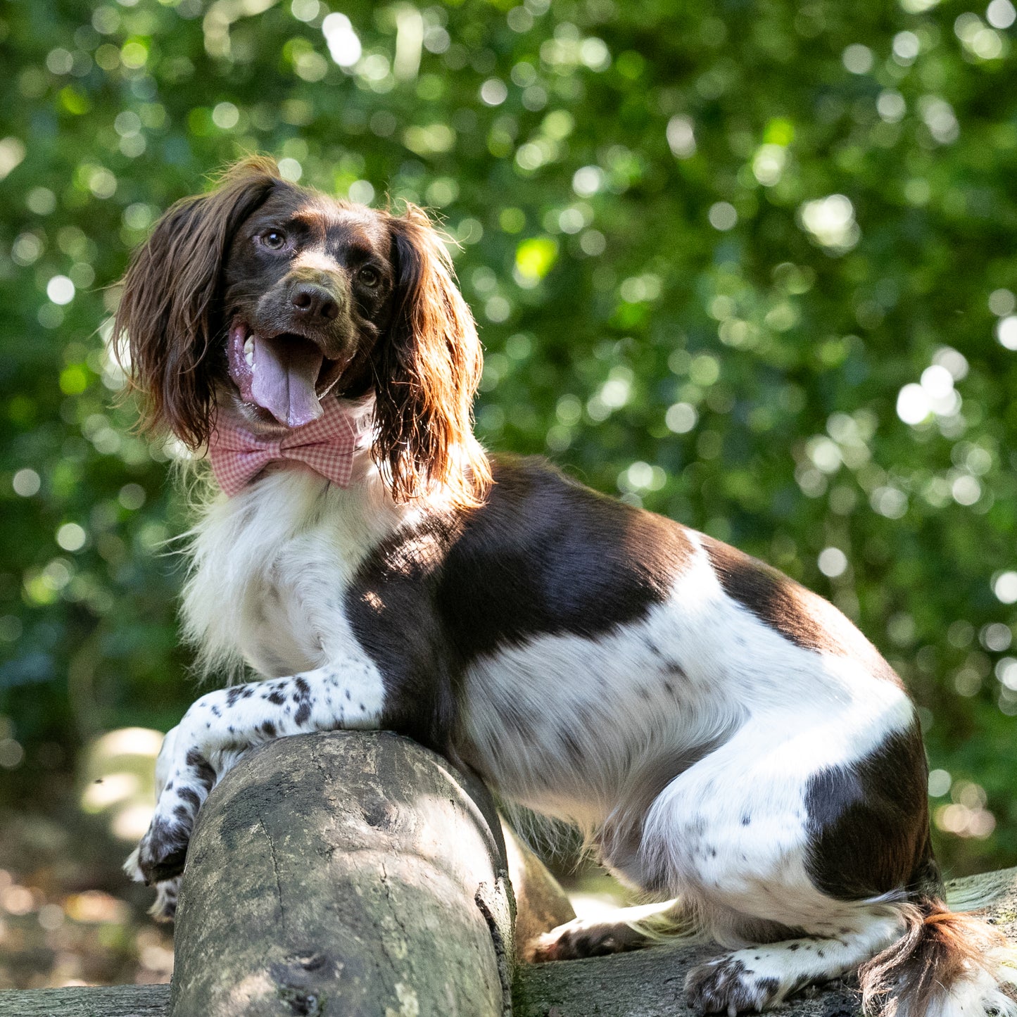 HETTY AND HUXLEY PINK GINGHAM BOW TIE ON SPRINGER SPANIEL