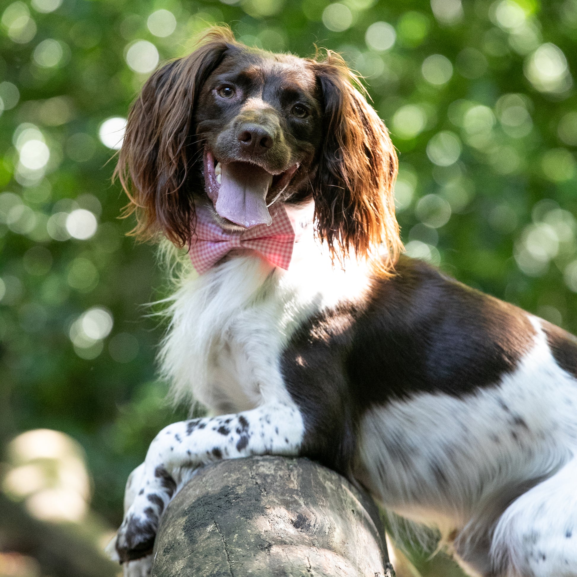 HETTY AND HUXLEY PINK GINGHAM BOW TIE ON SPRINGER SPANIEL