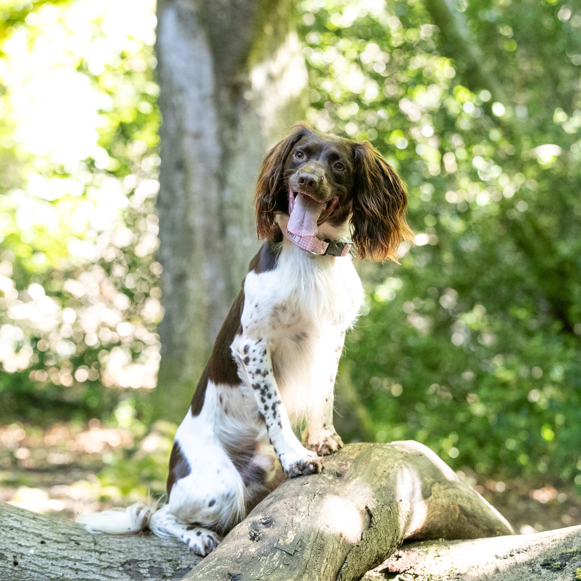 HETTY AND HUXLEY PINK GINGHAM COLLAR ON SPRINGER SPANIEL