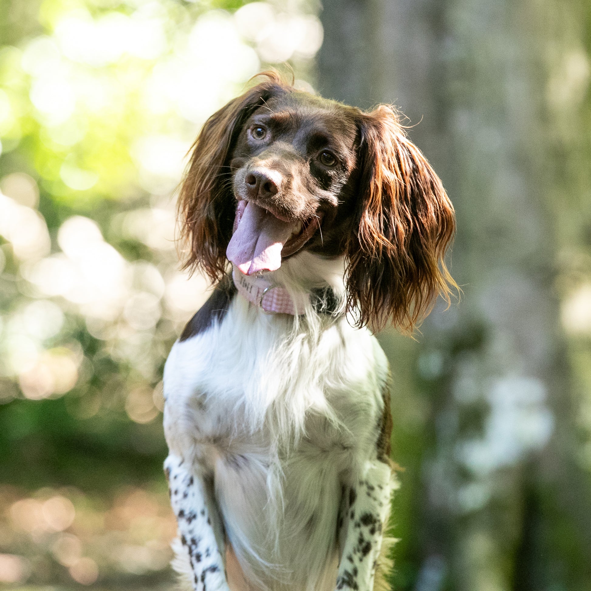 HETTY AND HUXLEY PINK GINGHAM COLLAR ON SPRINGER SPANIEL