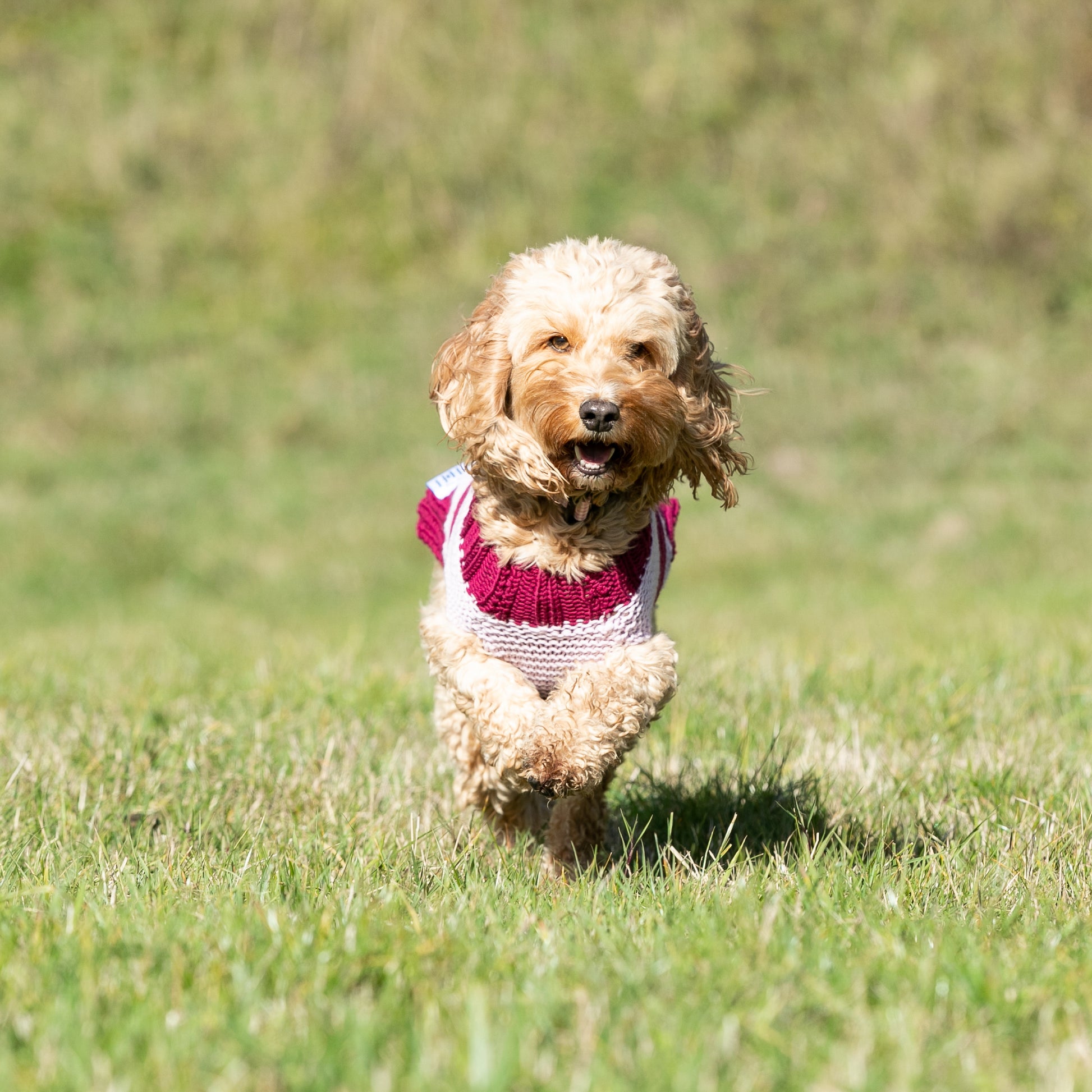 HETTY AND HUXLEY PINK STRIPED HAND KNITTED DOG JUMPER ON COCKAPOO