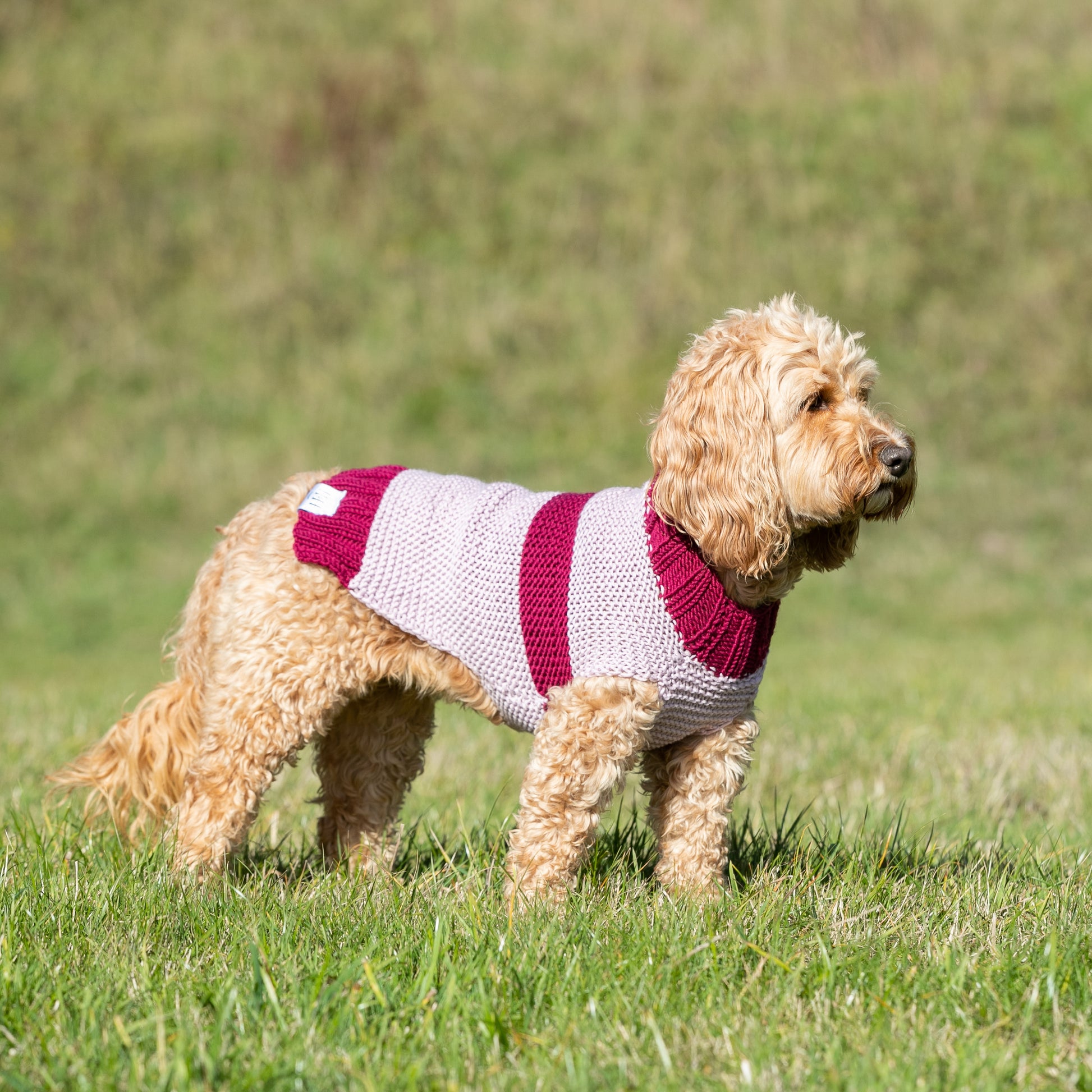 HETTY AND HUXLEY PINK STRIPED HAND KNITTED DOG JUMPER ON COCKAPOO