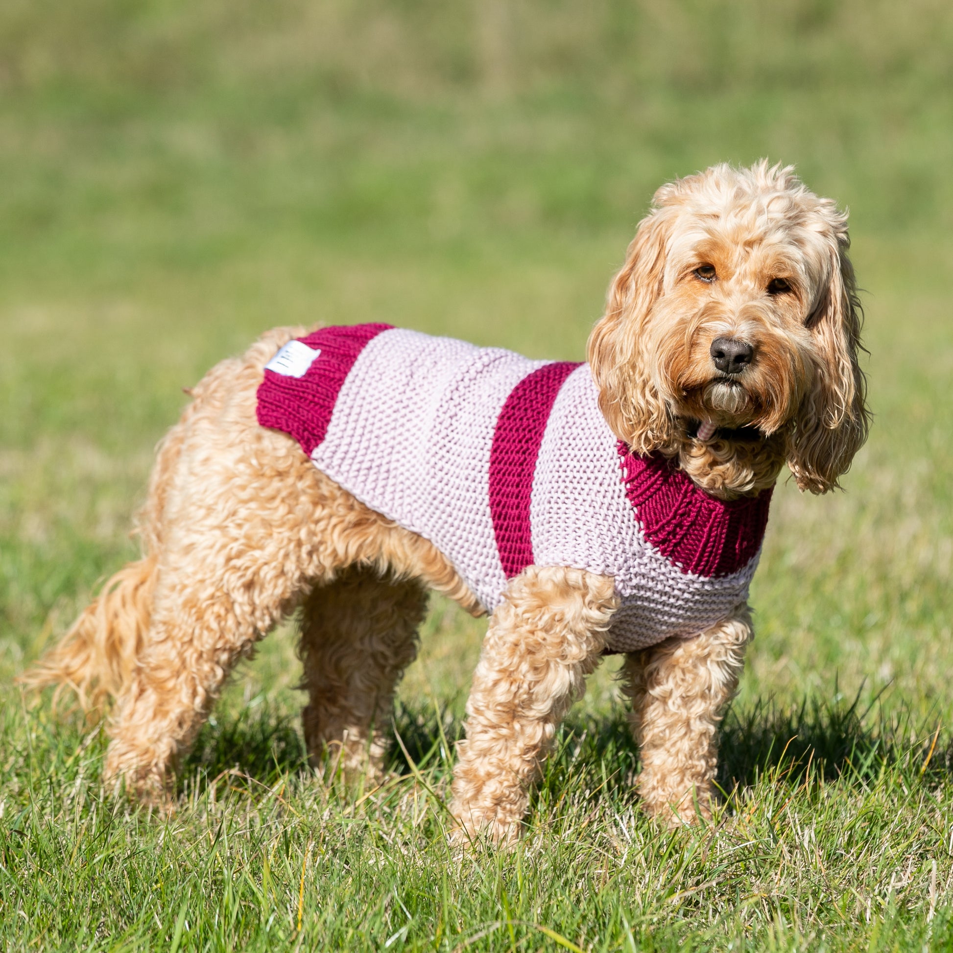 HETTY AND HUXLEY PINK STRIPED HAND KNITTED DOG JUMPER ON COCKAPOO